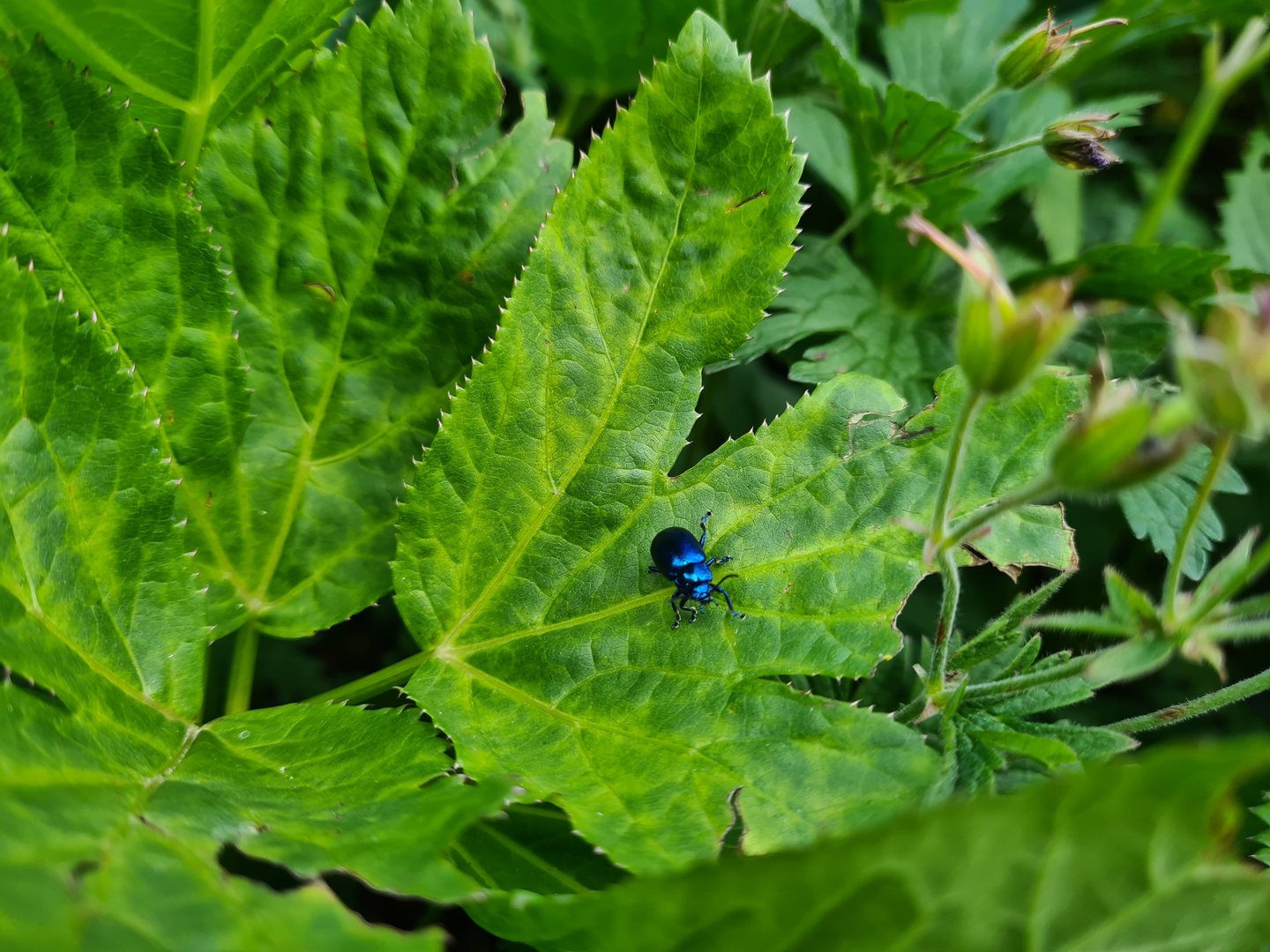 Pretty beetle