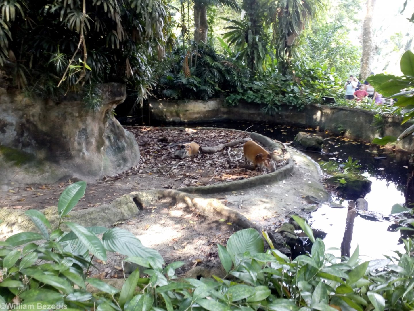 Pretty but Small Red River Hog Enclosure