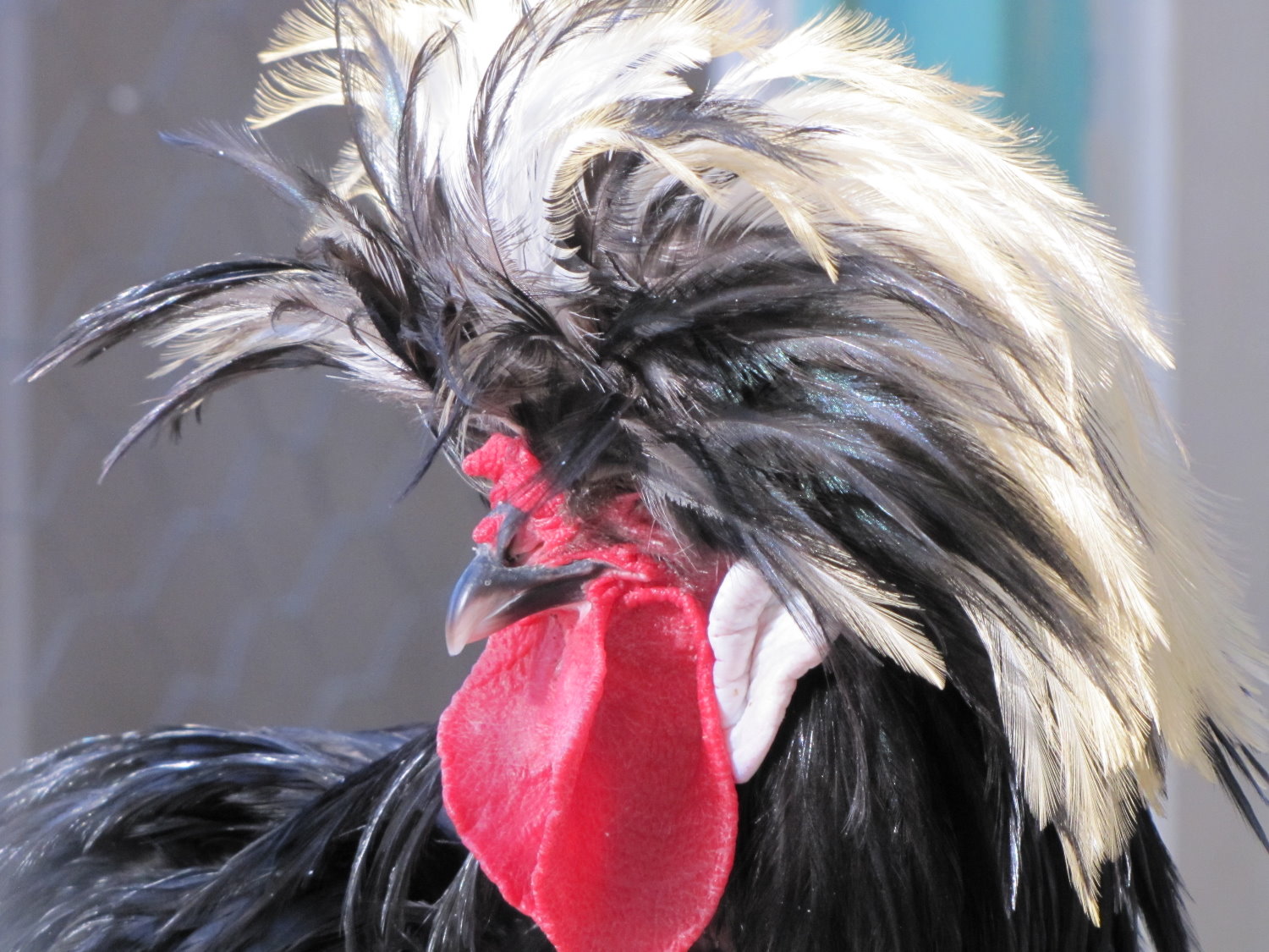 Pretty cock(tehran zoo)