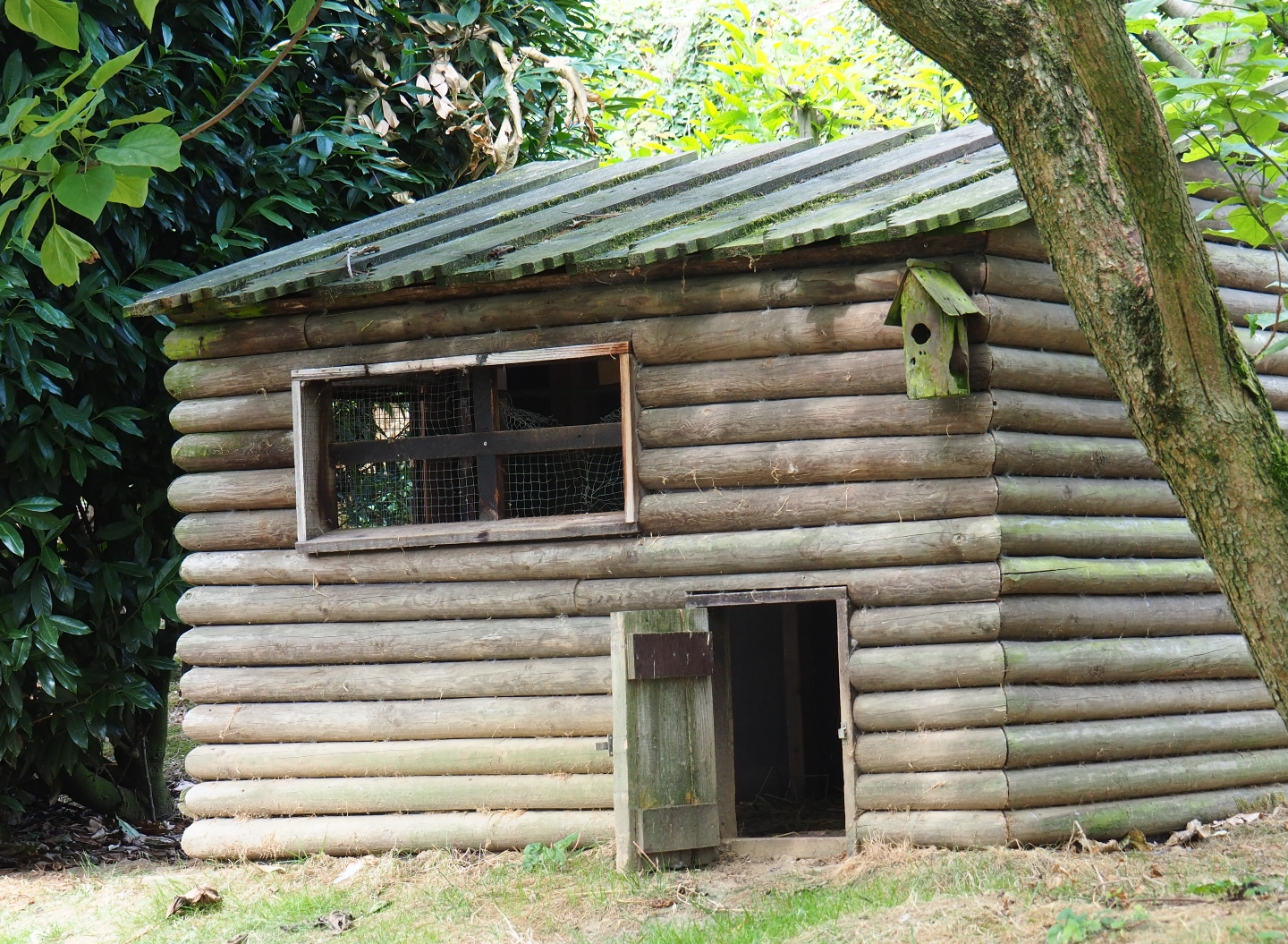 Pretty ramshackle bird shack (Aug 28th, 2018)