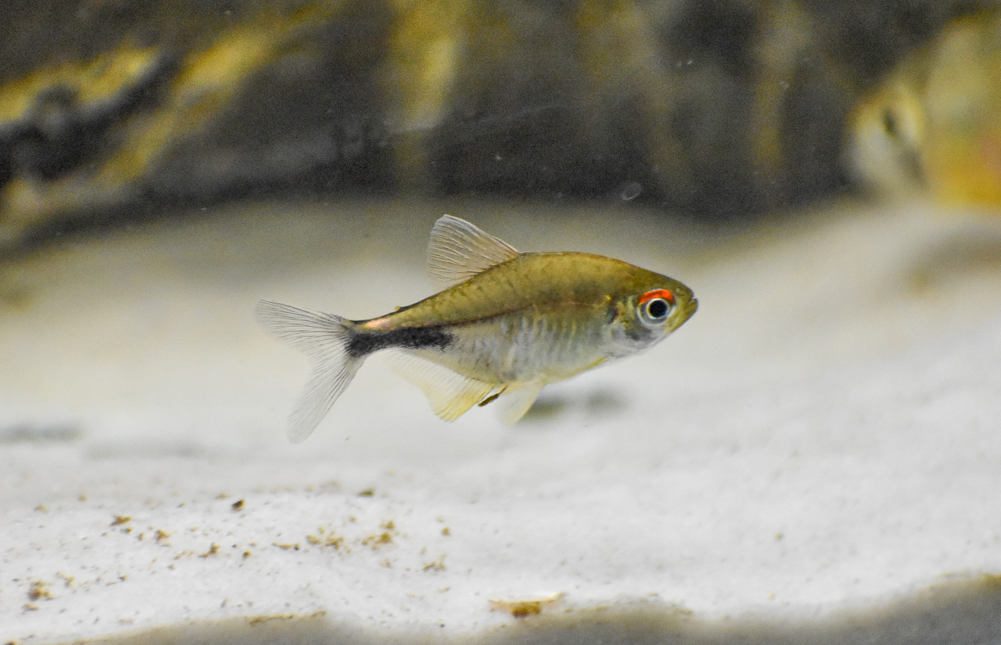 Pretty Tetra (Hemigrammus pulcher)