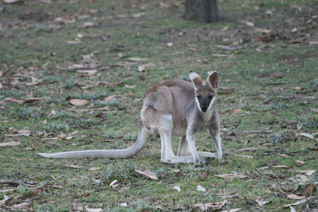 Prettyface or Whiptail Wallaby