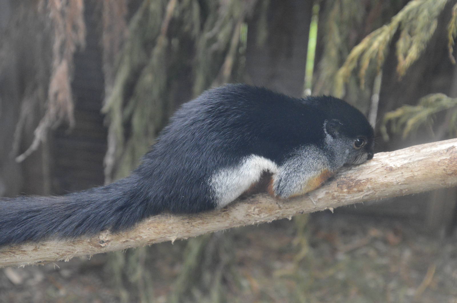 Prevost Squirrel 010516