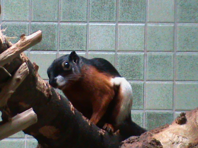 prevost squirrel 030910