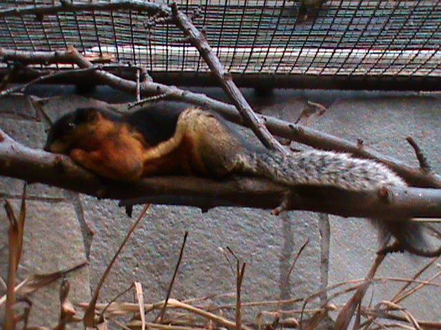 Prevost squirrel 061110