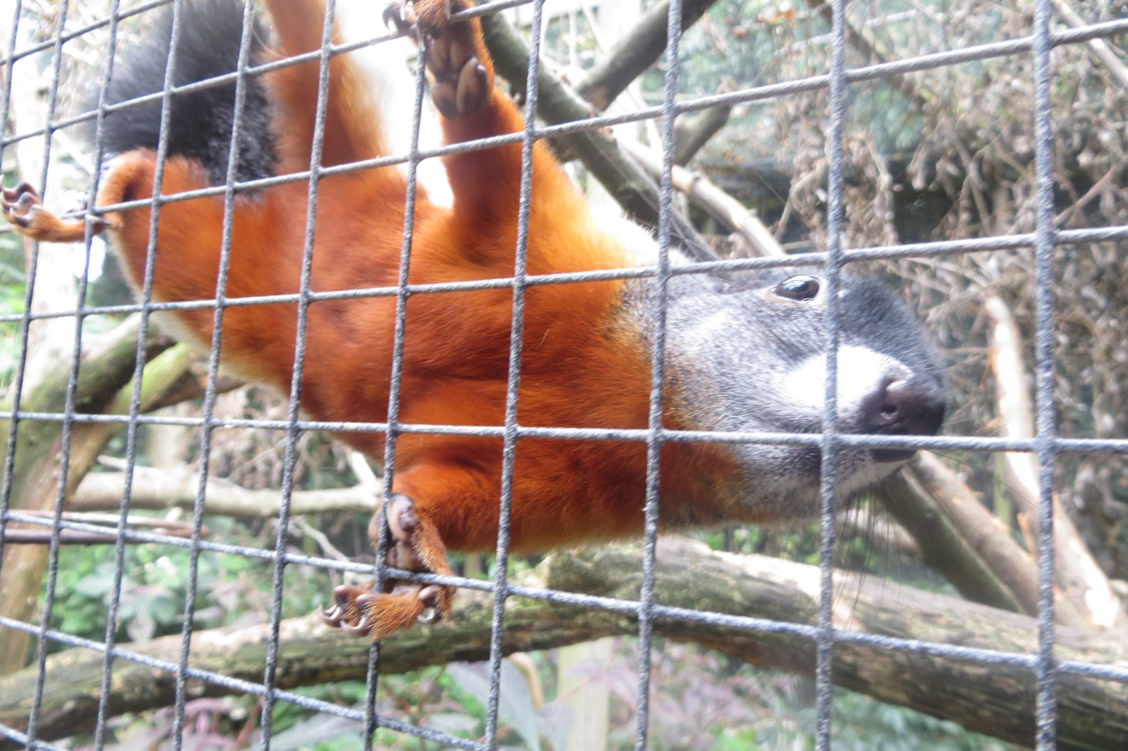 Prevost squirrel 081018