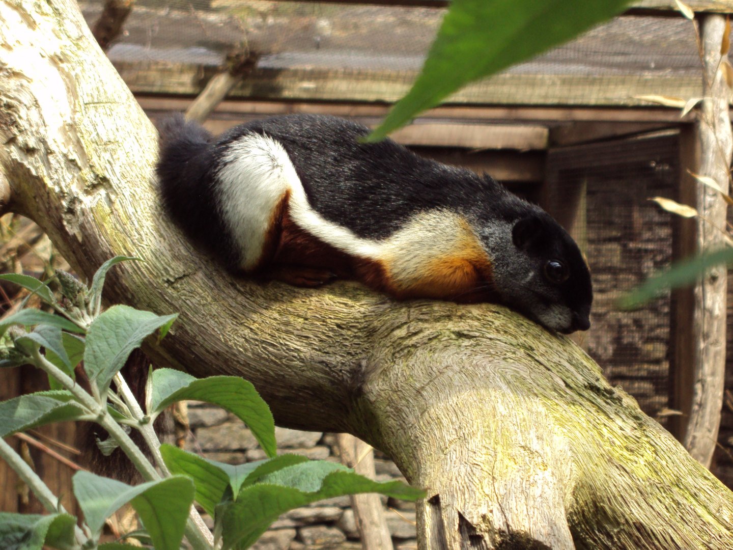 Prevost Squirrel 23/06/2019