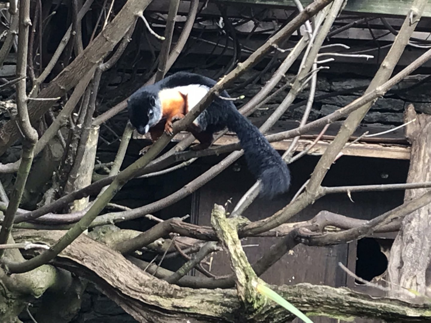 Prevost squirrel 250318