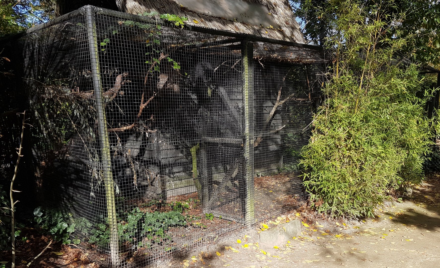 Prevost squirrel enclosure