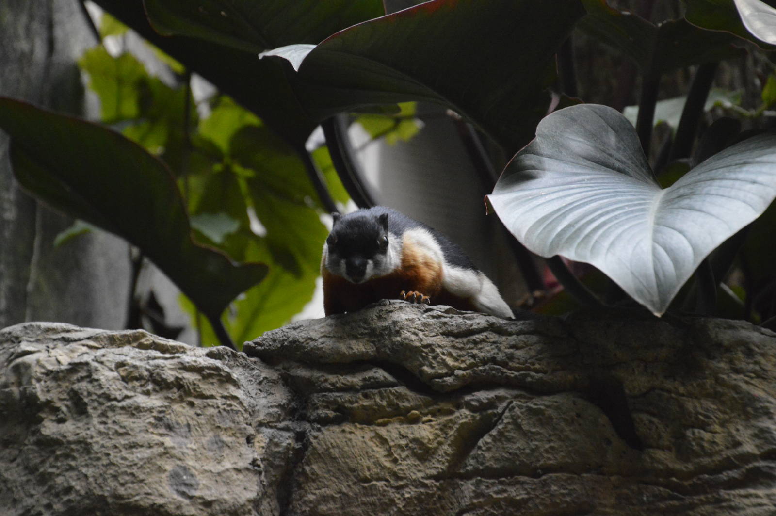 Prevost Squirrel - Jungle World 031215