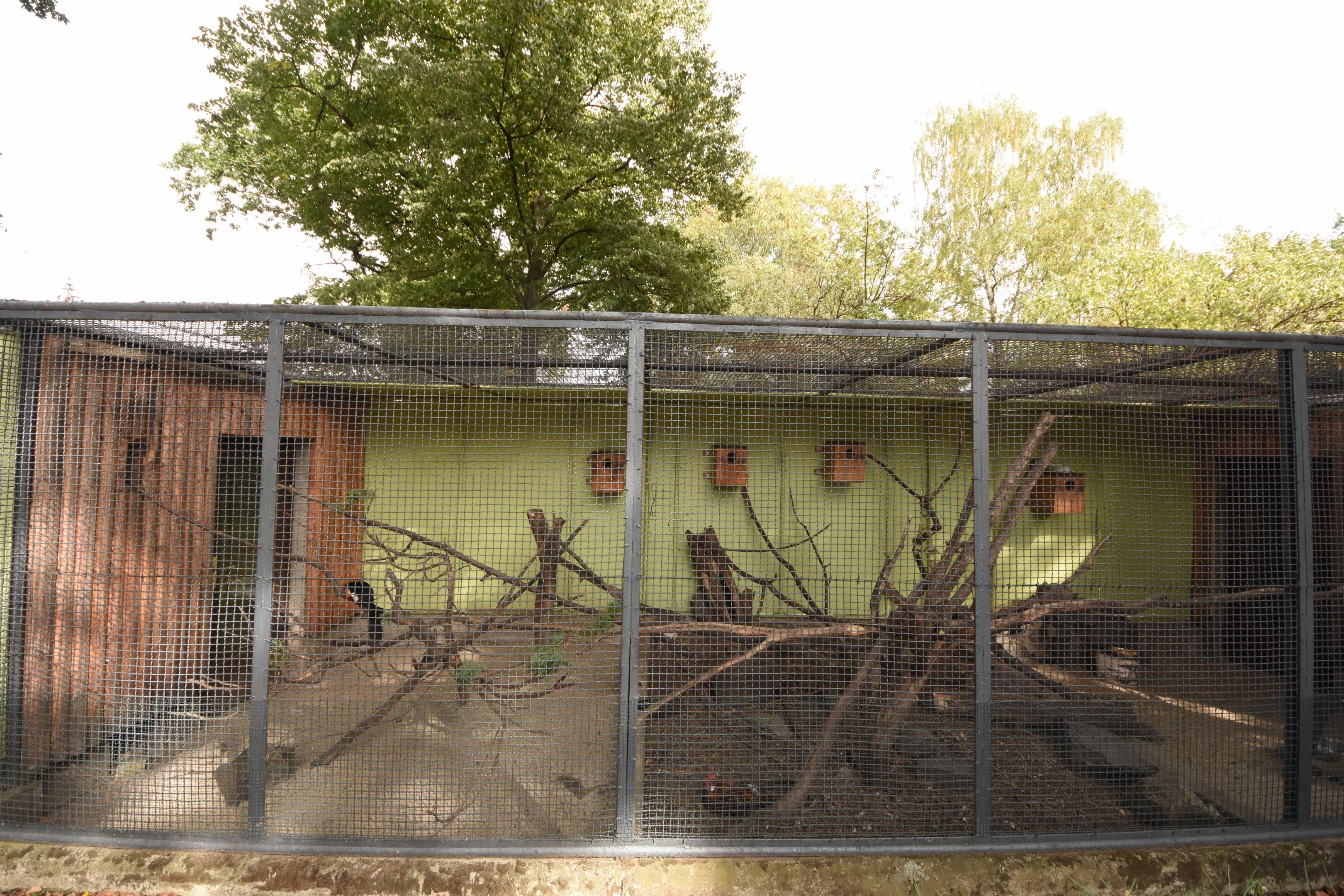 Prevost squirrel & Junglefowl cage