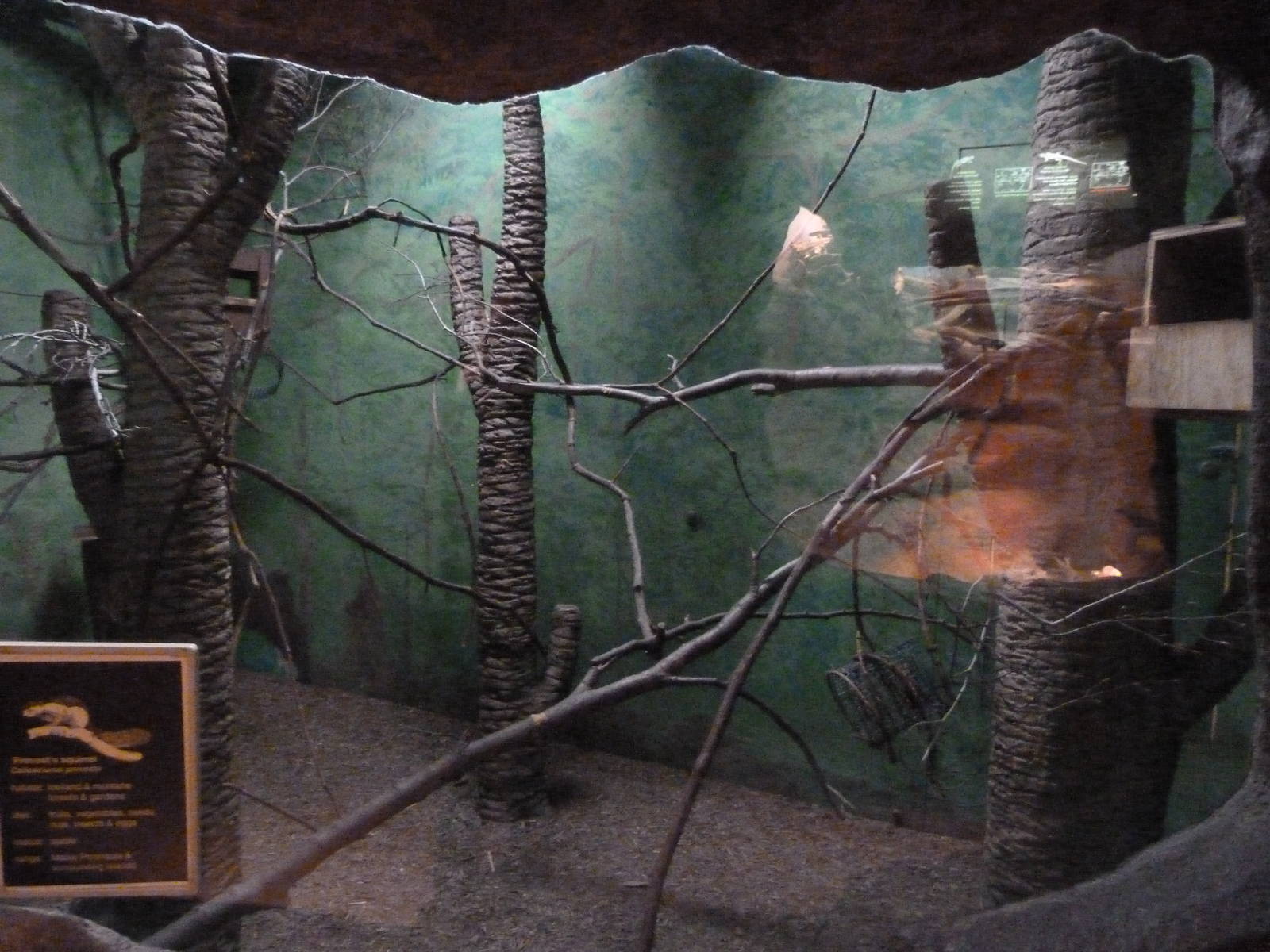 Prevost's Squirell Exhibit