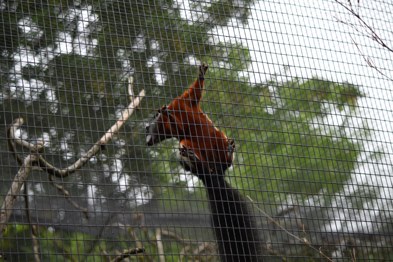 Prevost's squirrel - 08/07/20