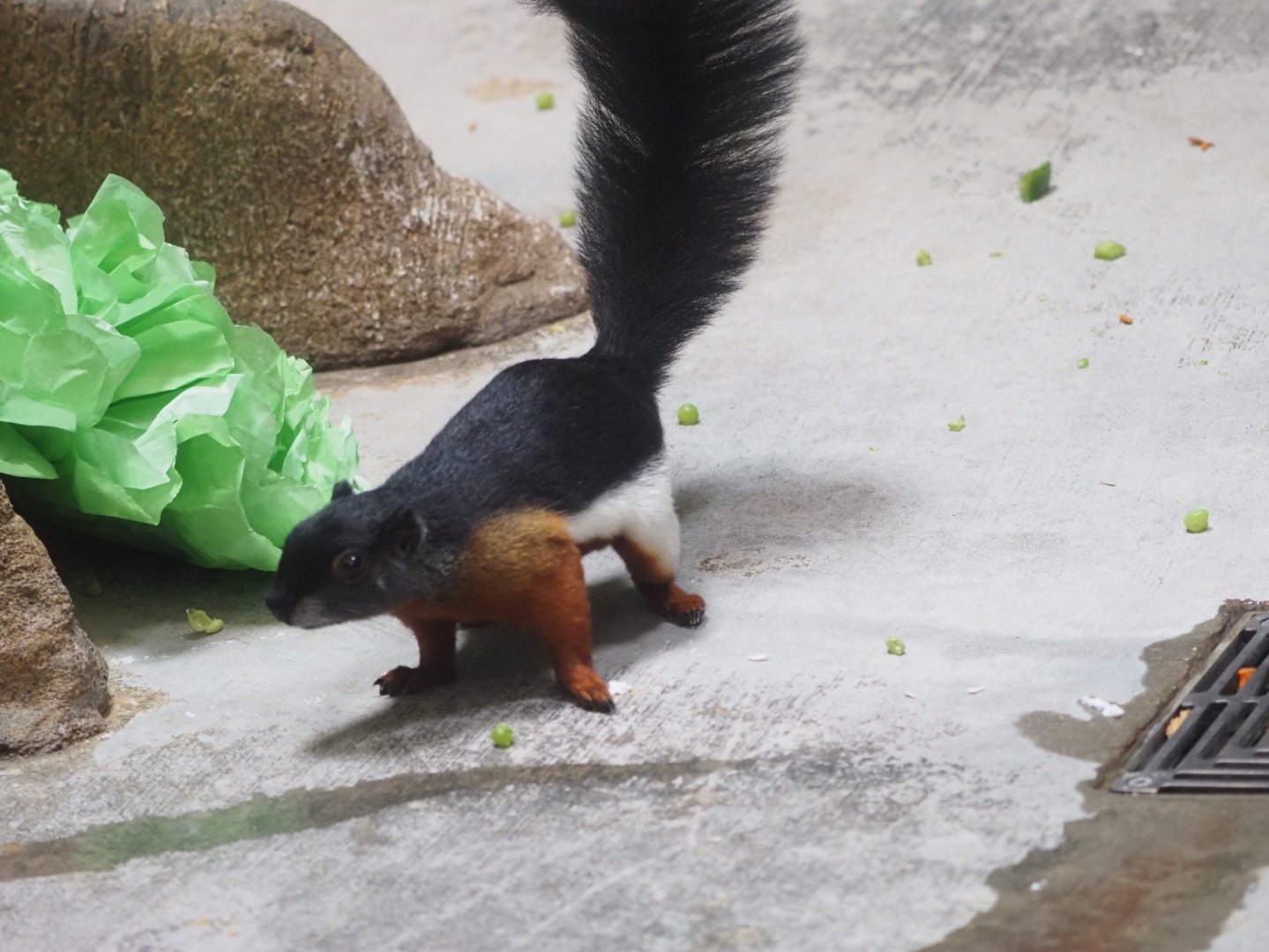 Prevost's Squirrel 1