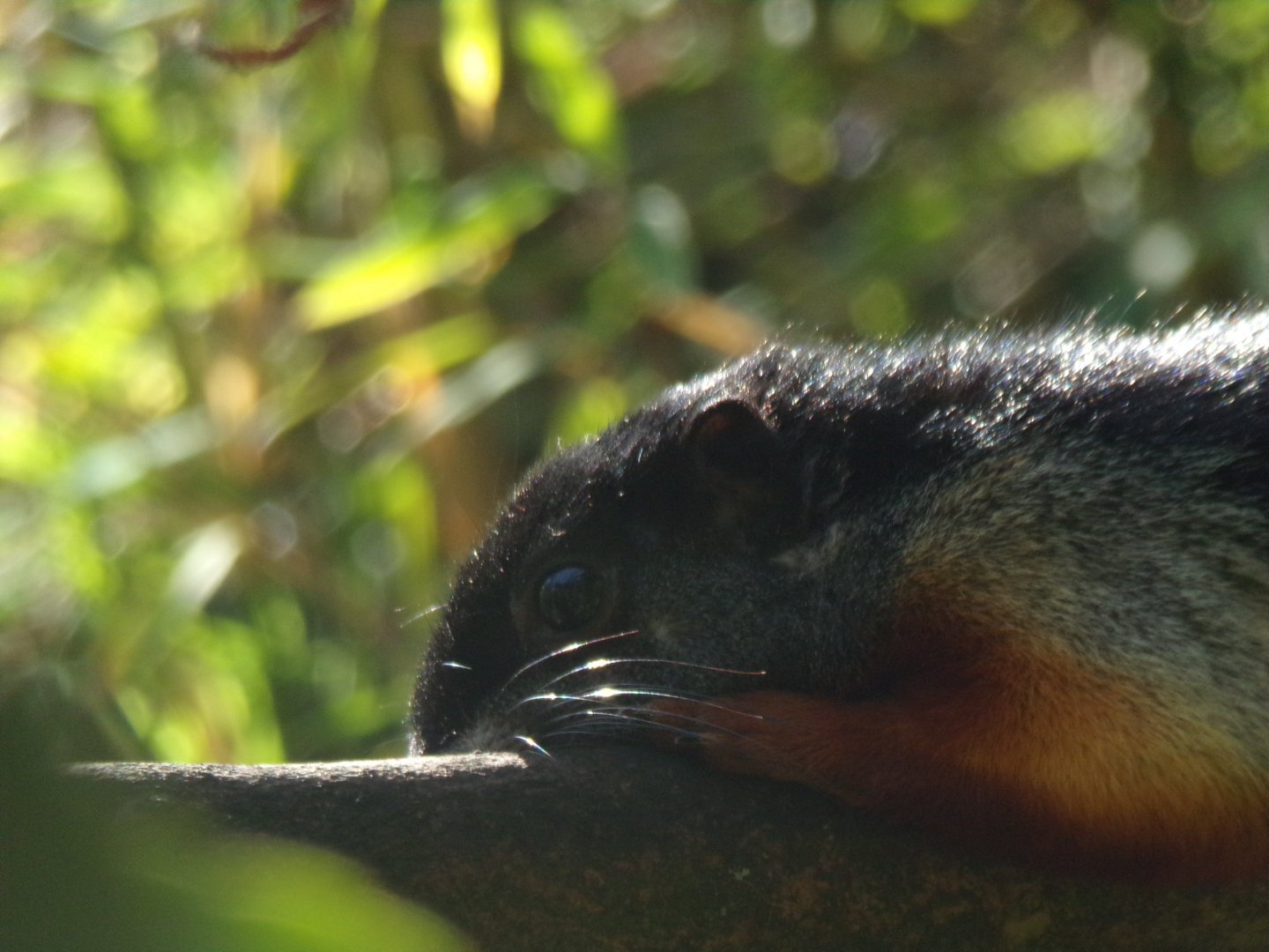 Prevost’s squirrel 16.9.24