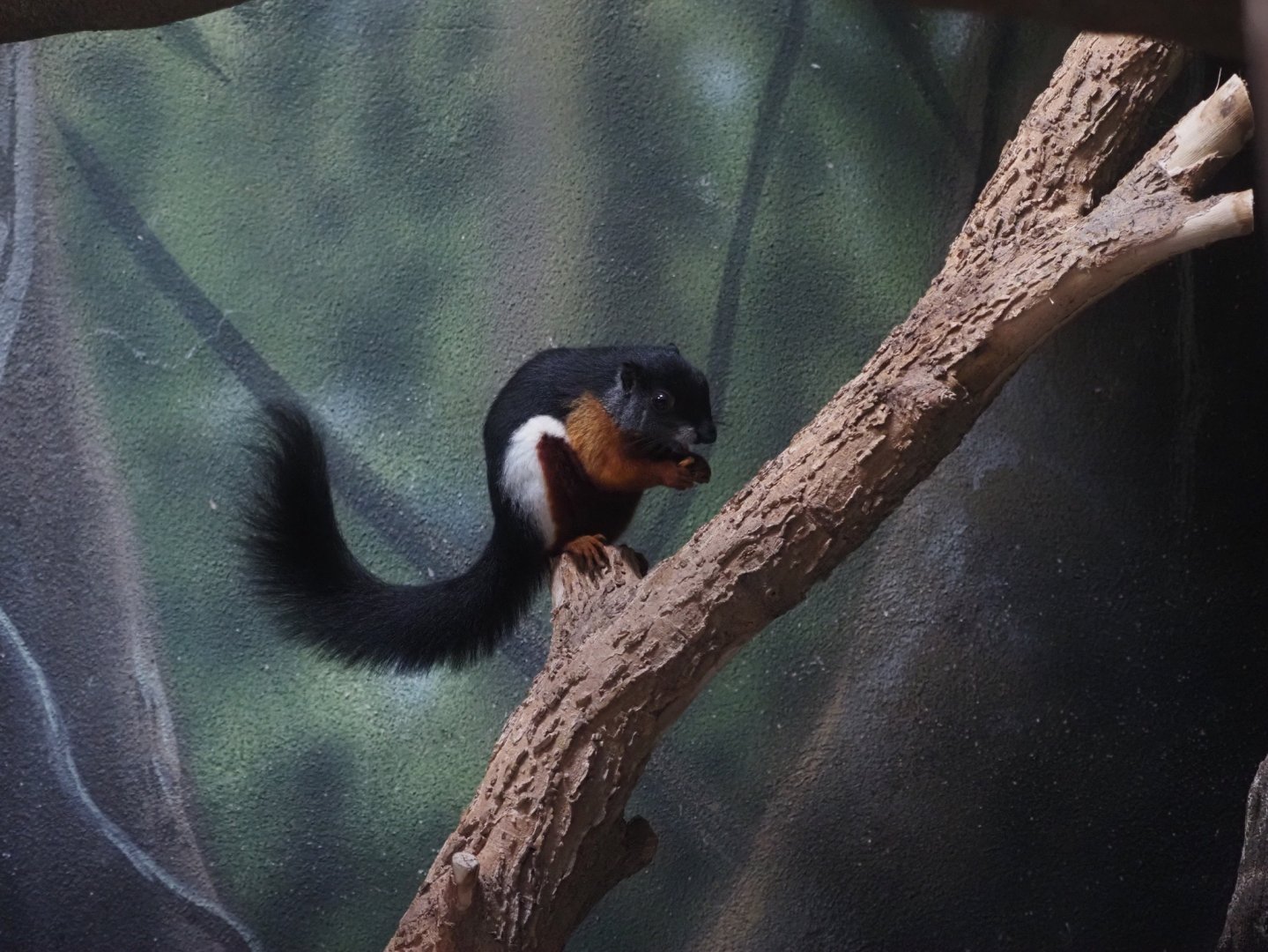 Prevost's Squirrel 2