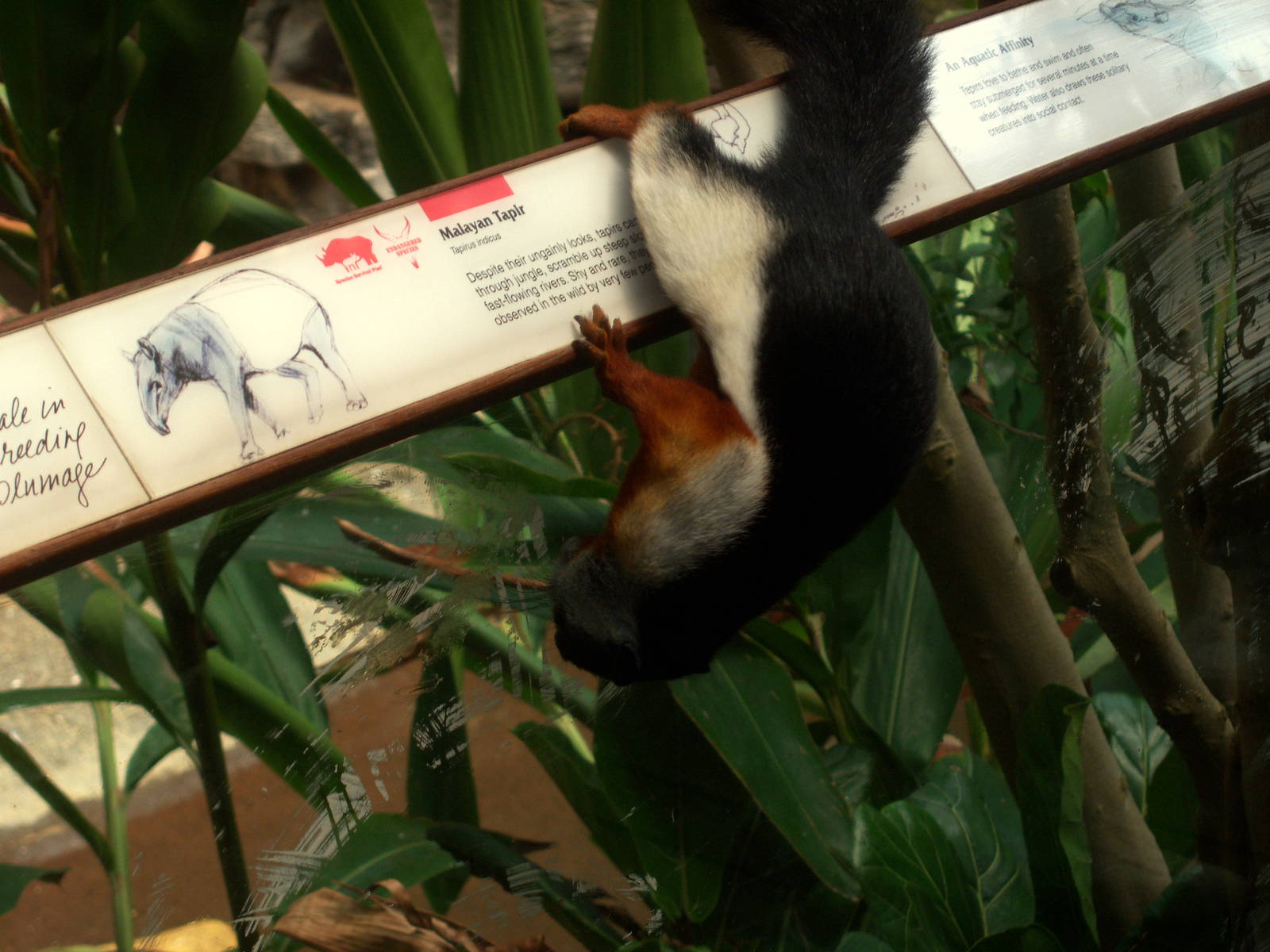 Prevost's Squirrel - 2008