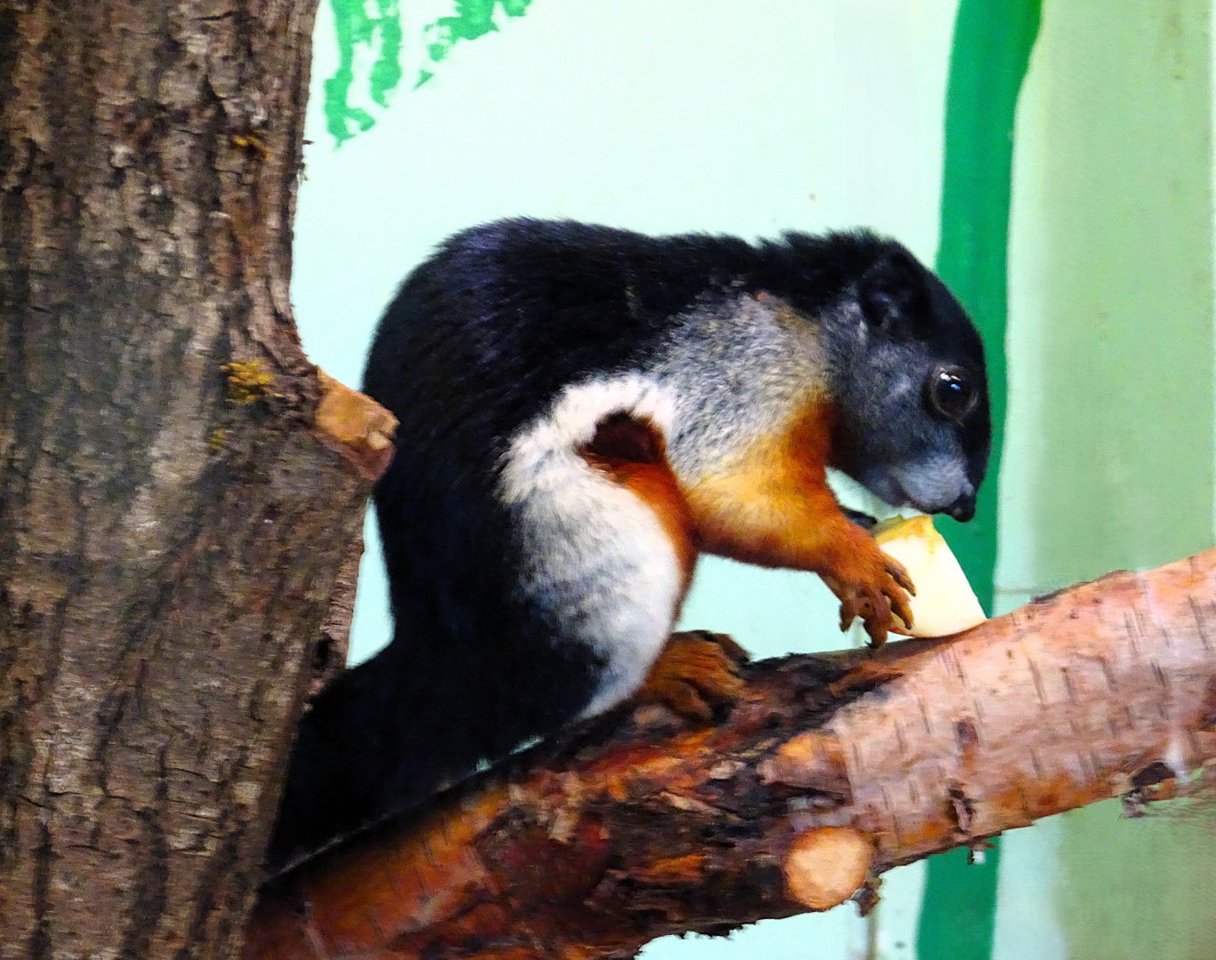 Prevost's squirrel 21 May 2025