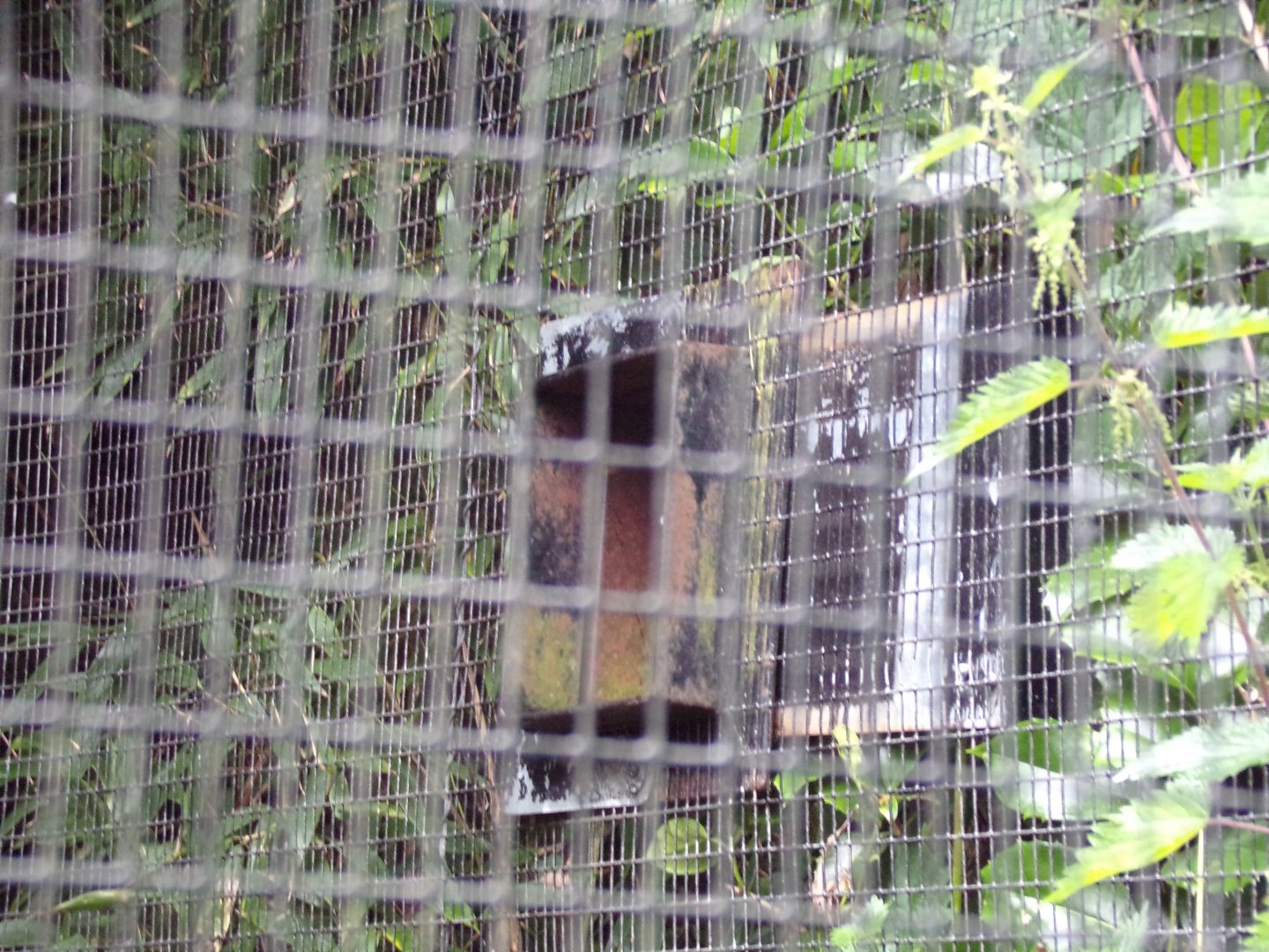 Prevost’s squirrel access tunnel 29.6.24