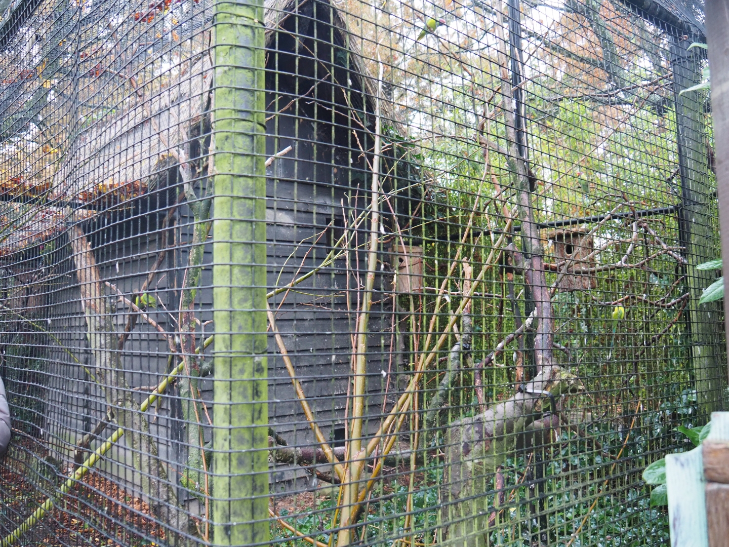 Prevost's squirrel and plum-headed parakeet exhibit (Nov 10th, 2018)