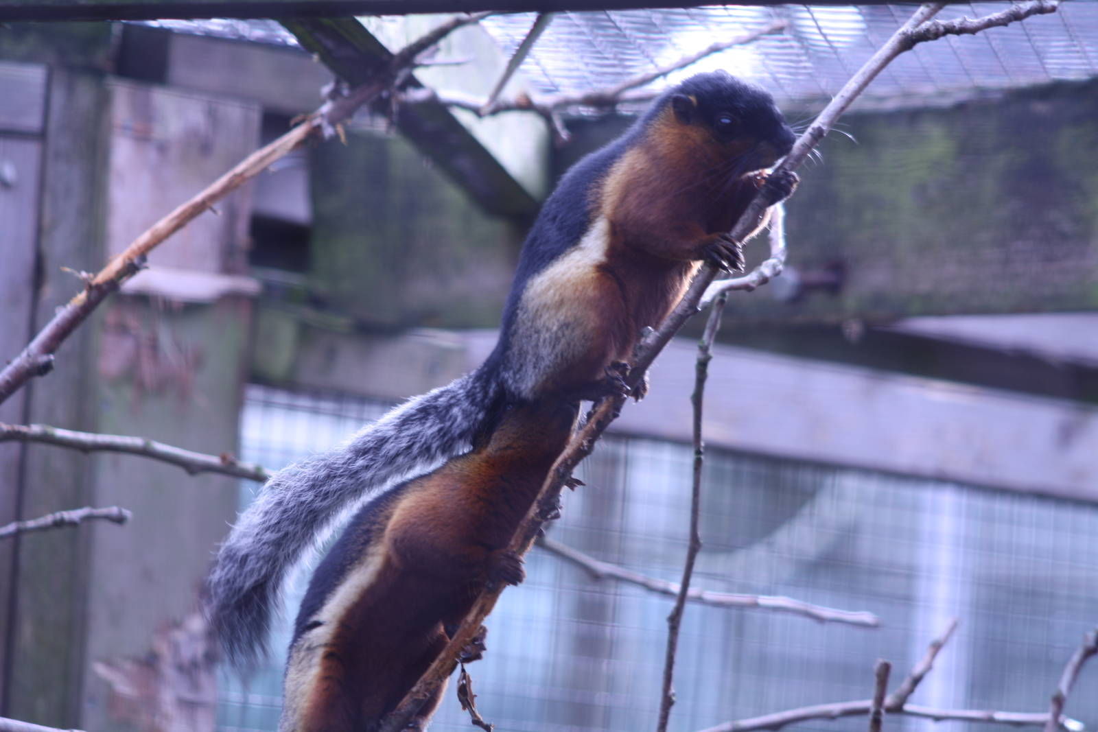 Prevosts Squirrel at Blackpool Zoo, 20/02/14
