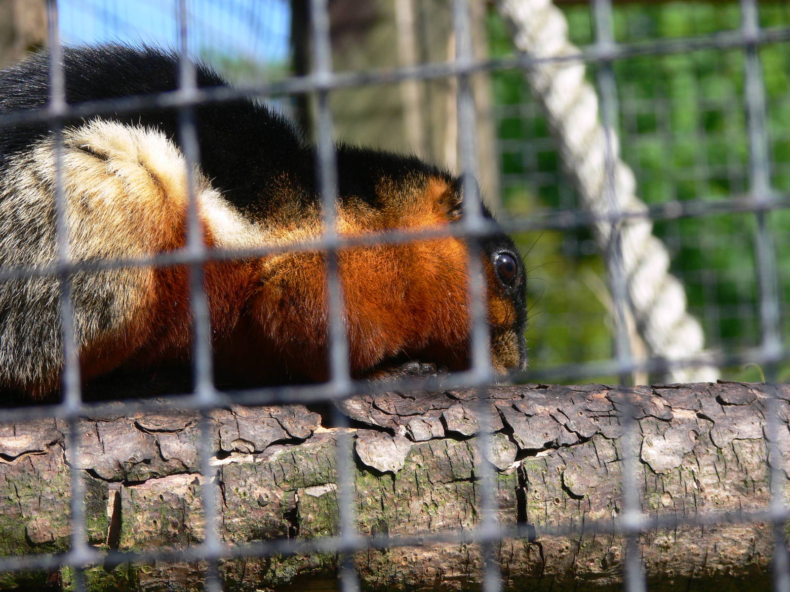 Prevost's Squirrel at Blackpool Zoo, 26/05/13