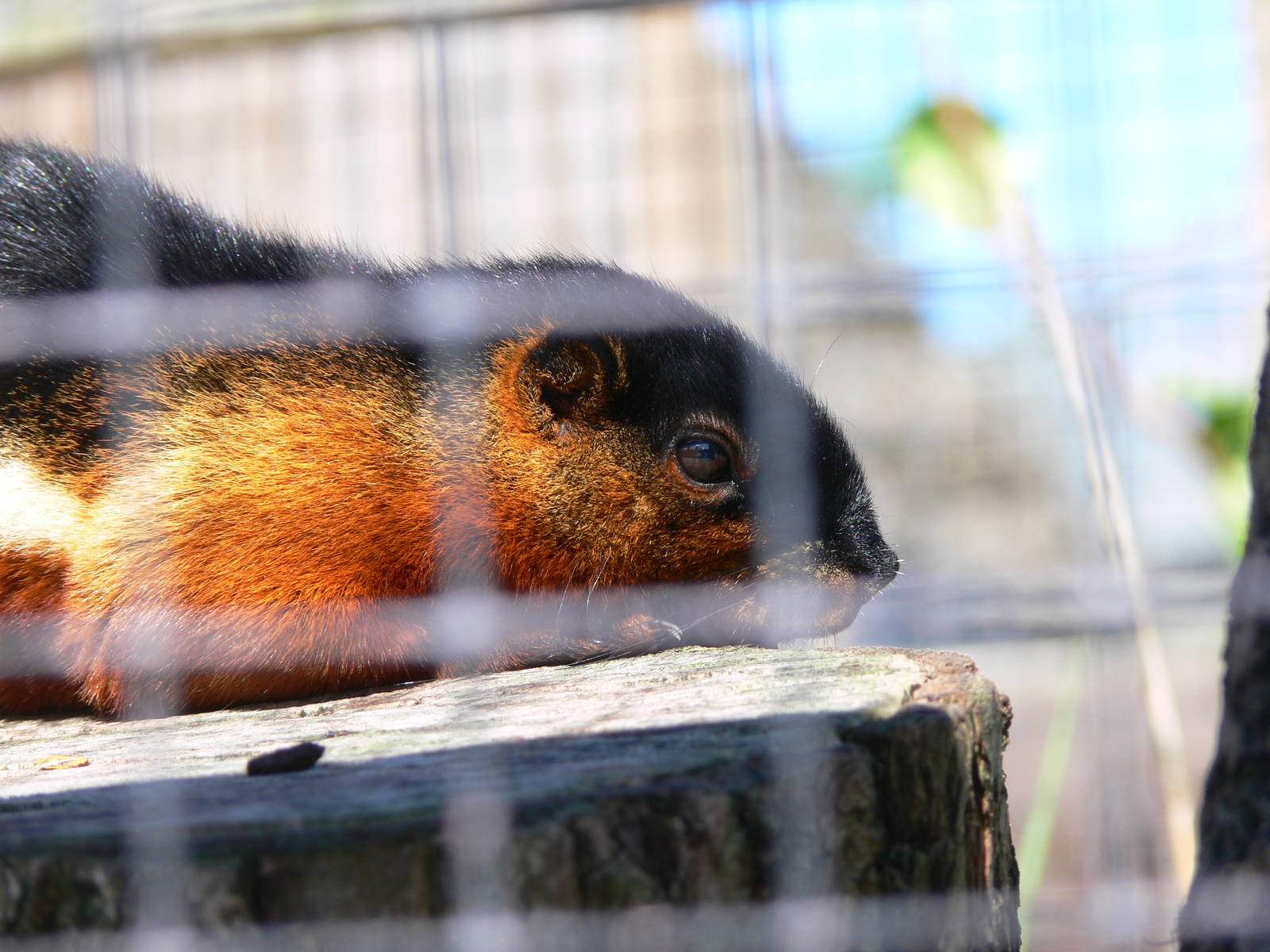 Prevosts Squirrel at Blackpool Zoo, 29/06/14