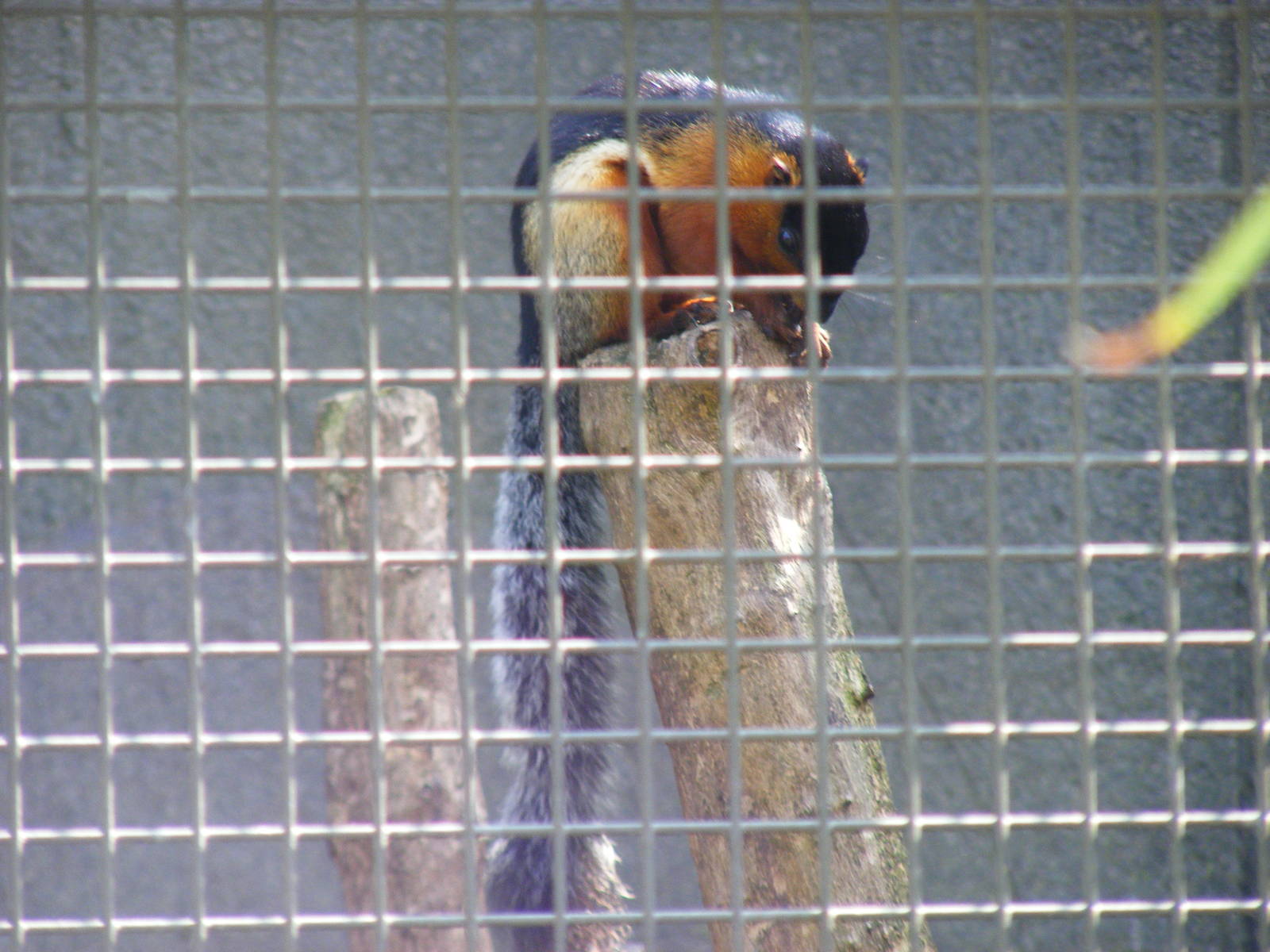Prevost's Squirrel at Marwell Wildlife, 19 April 2009