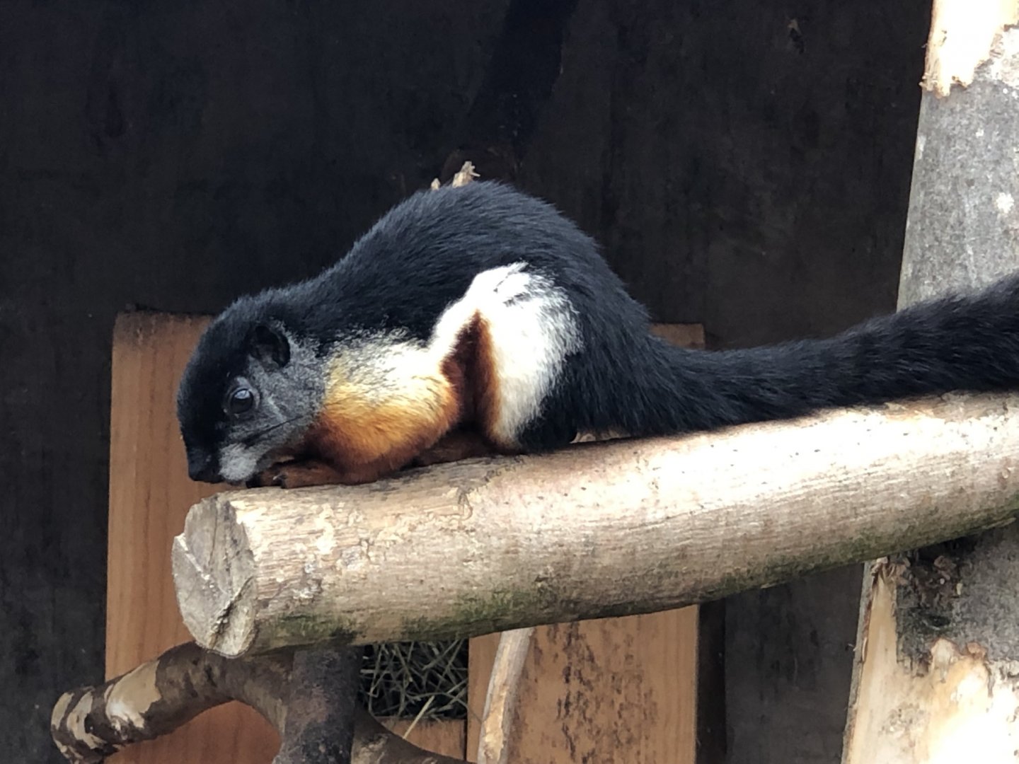 Prevost's Squirrel at Northumberland Country Zoo (September 2021)