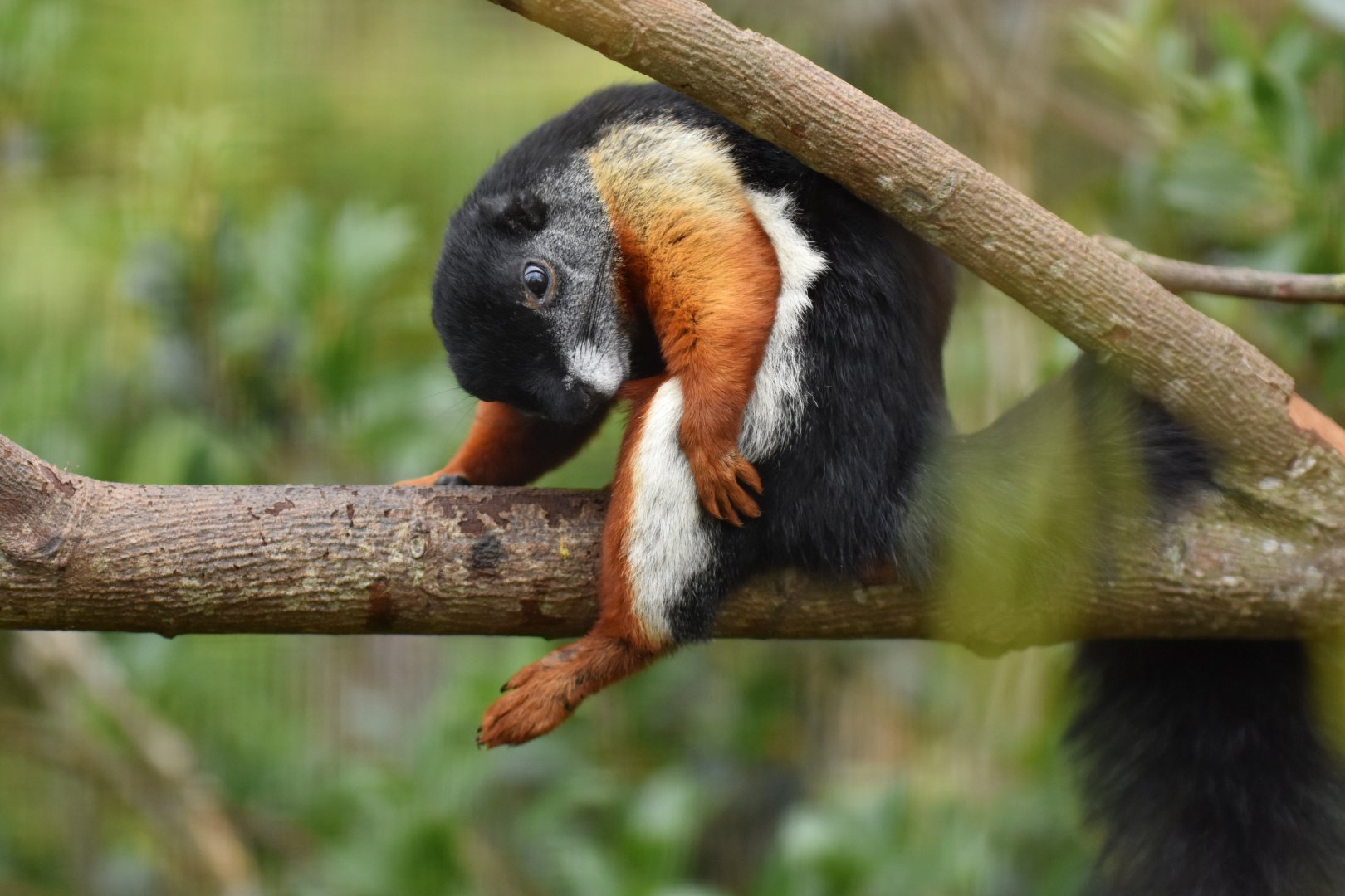 Prevost's squirrel (Callosciurus prevosti)