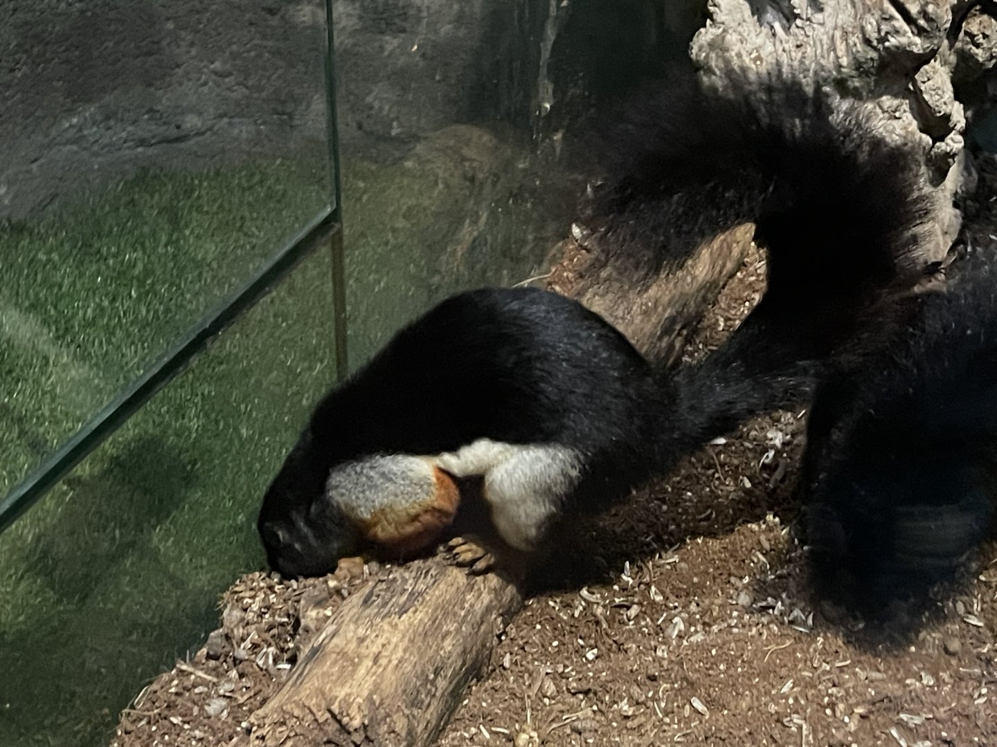 prevost’s squirrel (callosciurus prevostii) (1)