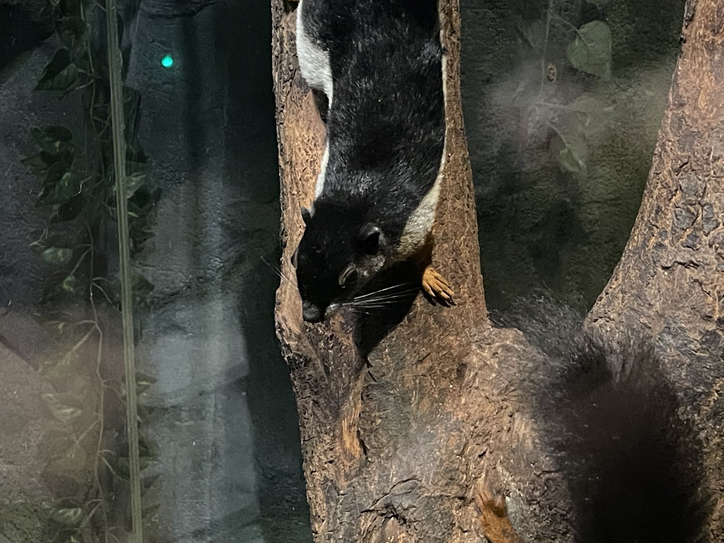 prevost’s squirrel (callosciurus prevostii) (2)