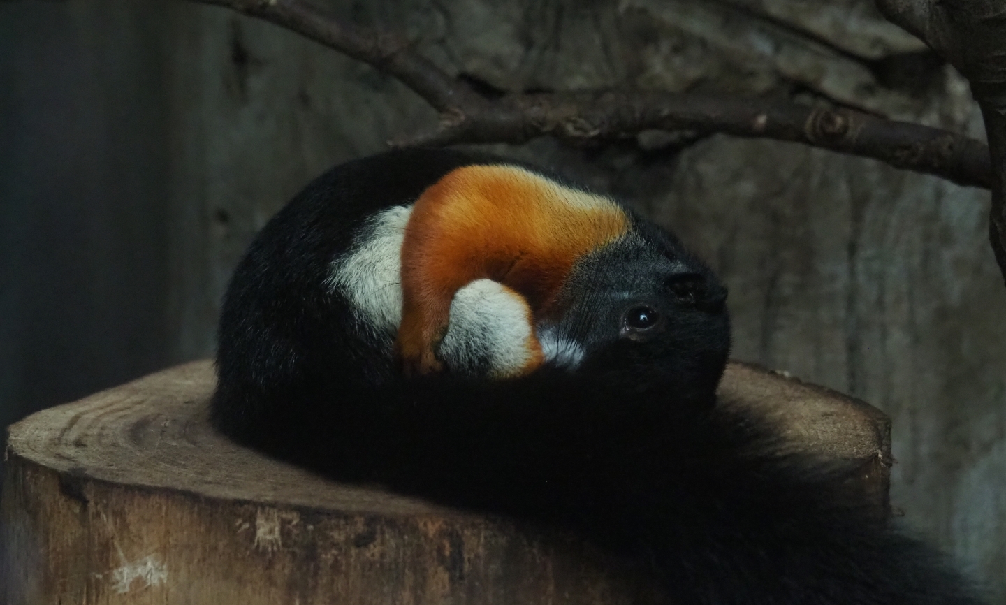 Prevost's squirrel (Callosciurus prevostii), 2019-05-31