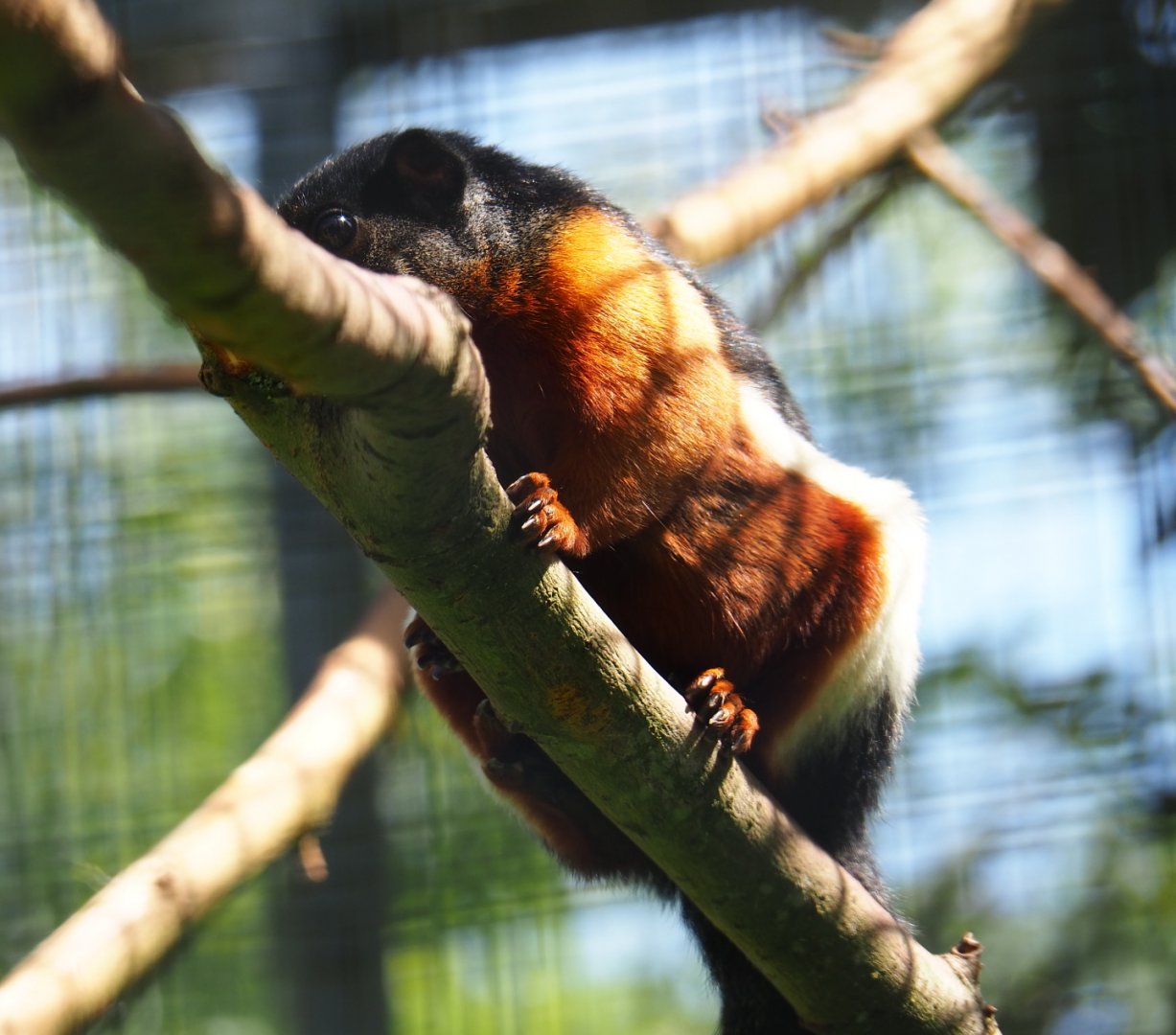 Prevost's squirrel (Callosciurus prevostii), 2019-06-01