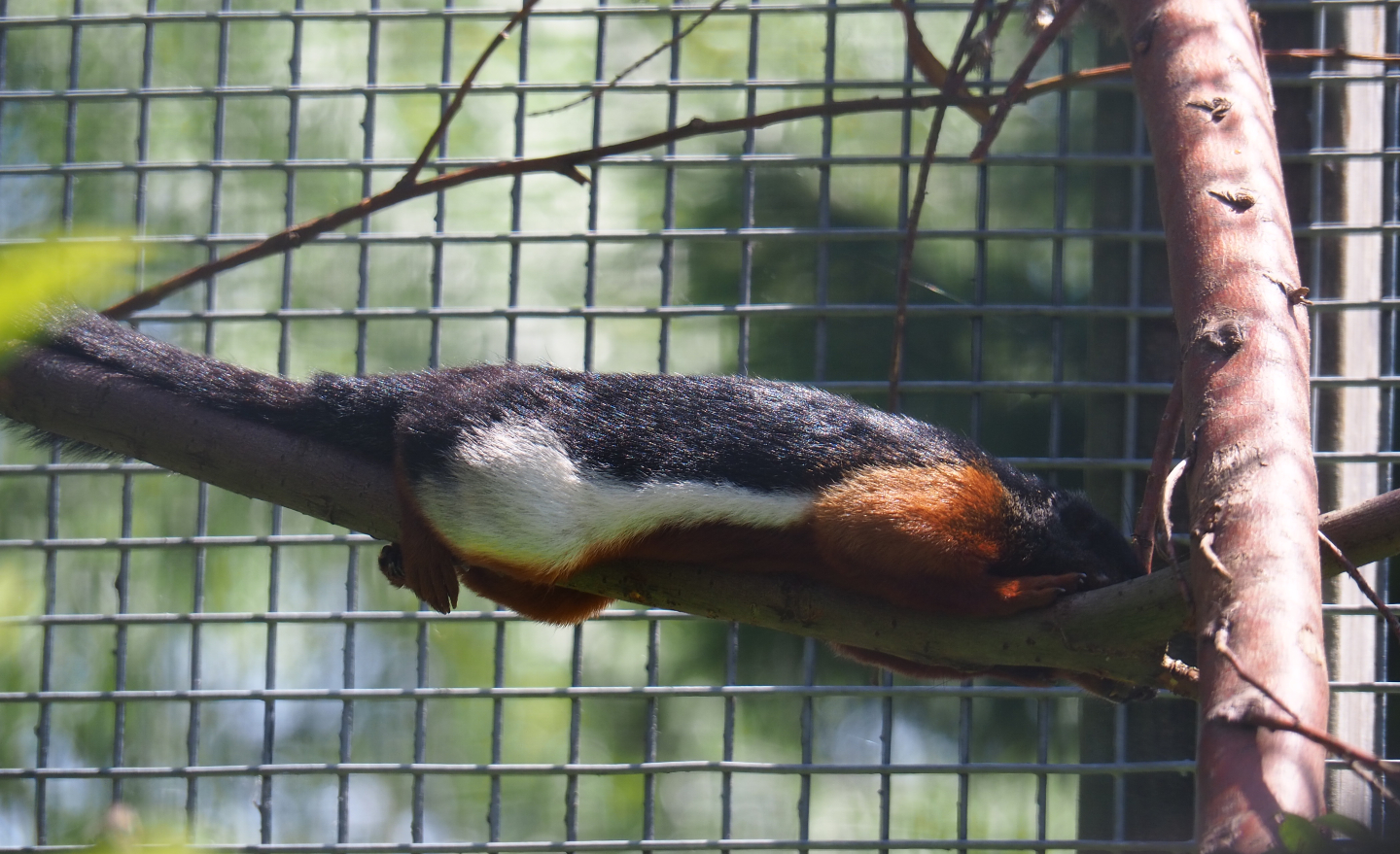Prevost's squirrel (Callosciurus prevostii), 2019-06-01