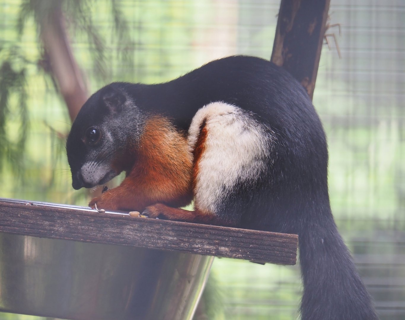 Prevost's squirrel (Callosciurus prevostii), 2024-05-11