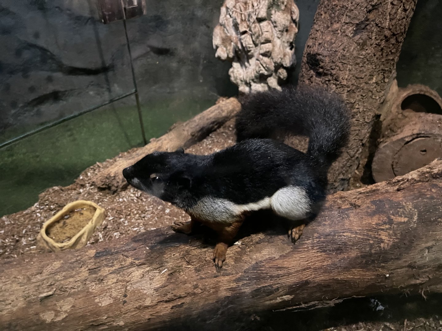 prevost’s squirrel (callosciurus prevostii) (3)