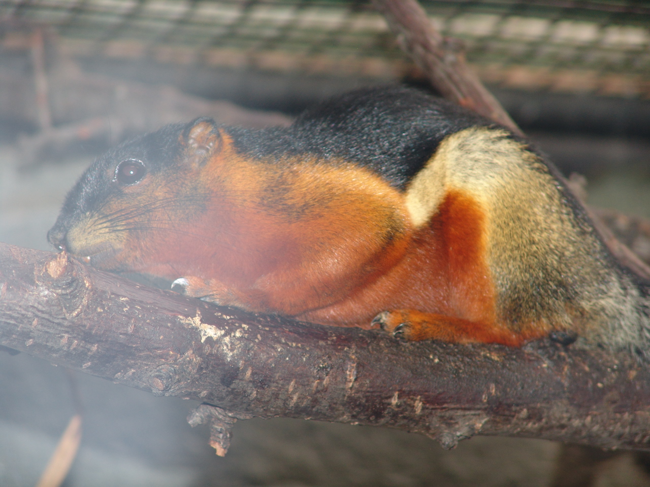 Prevost's squirrel (Callosciurus prevostii borneoensis)