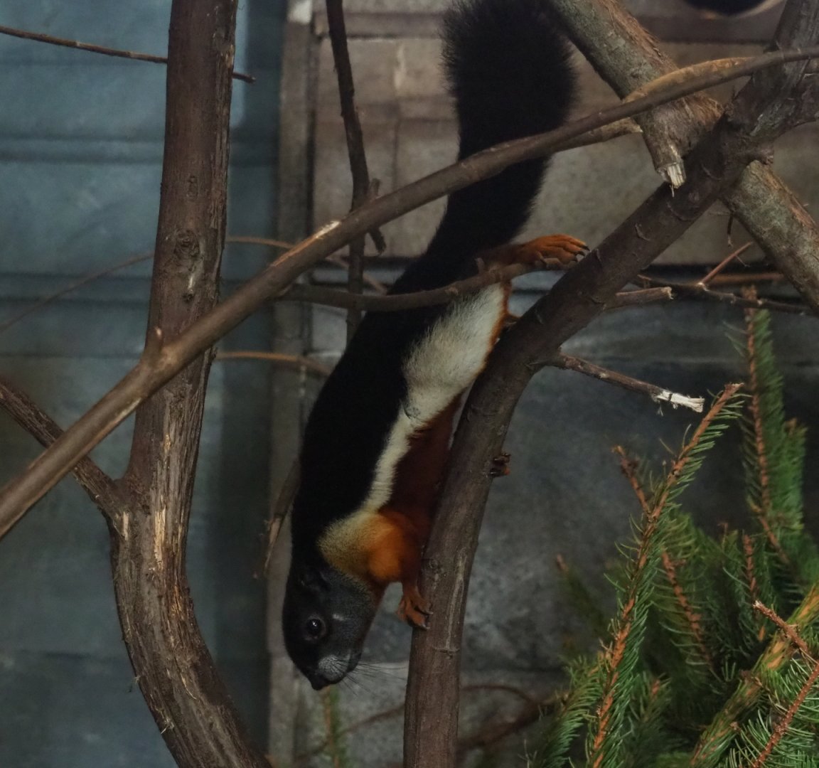 Prevost's squirrel (Callosciurus prevostii), Feb 16th, 2019