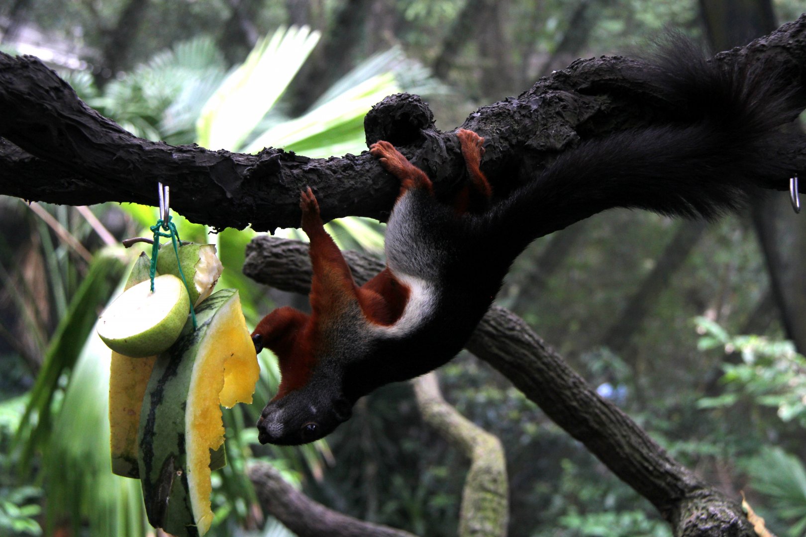 Prevost's squirrel (Callosciurus prevostii) ssp ID?