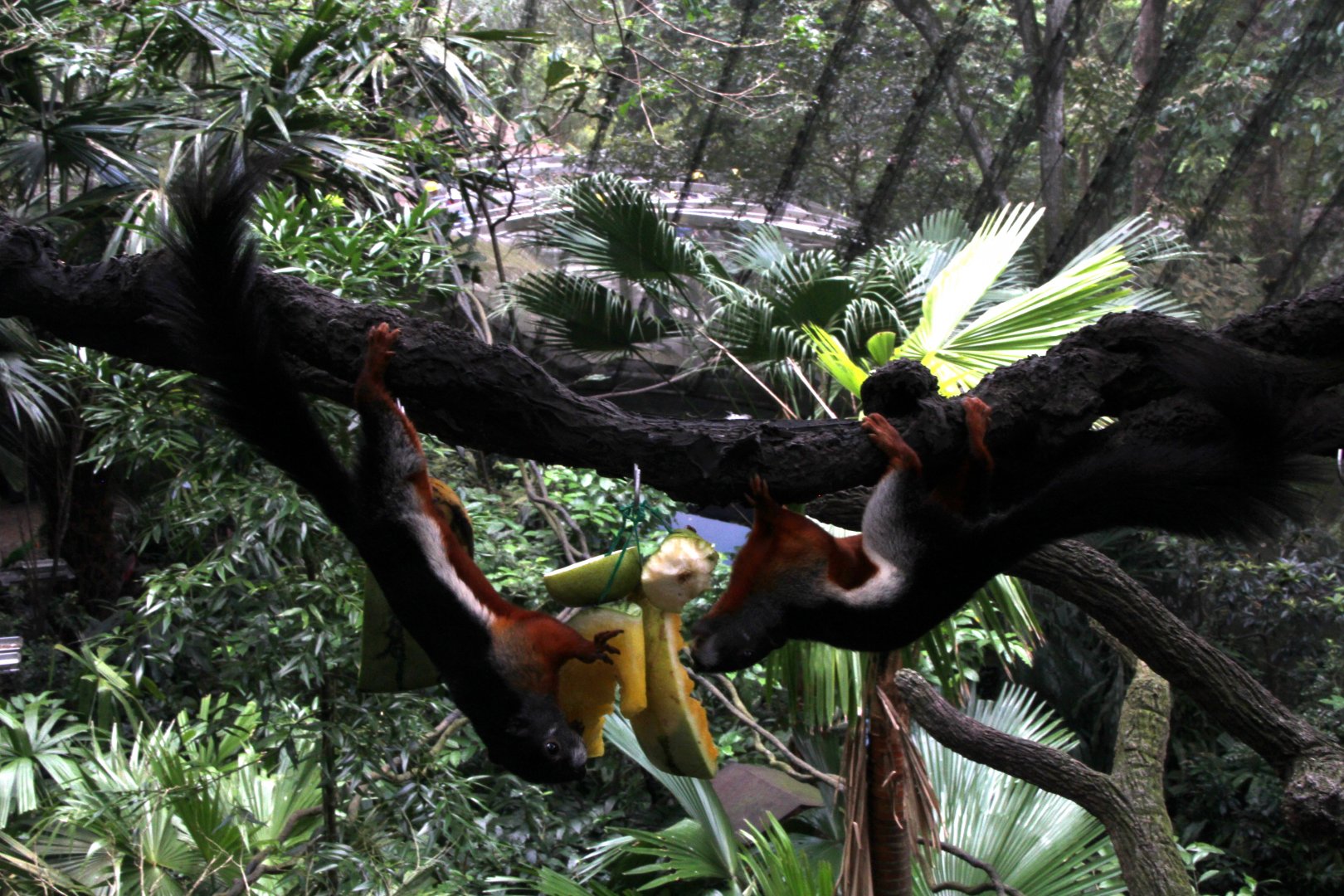 Prevost's squirrel (Callosciurus prevostii) ssp ID?