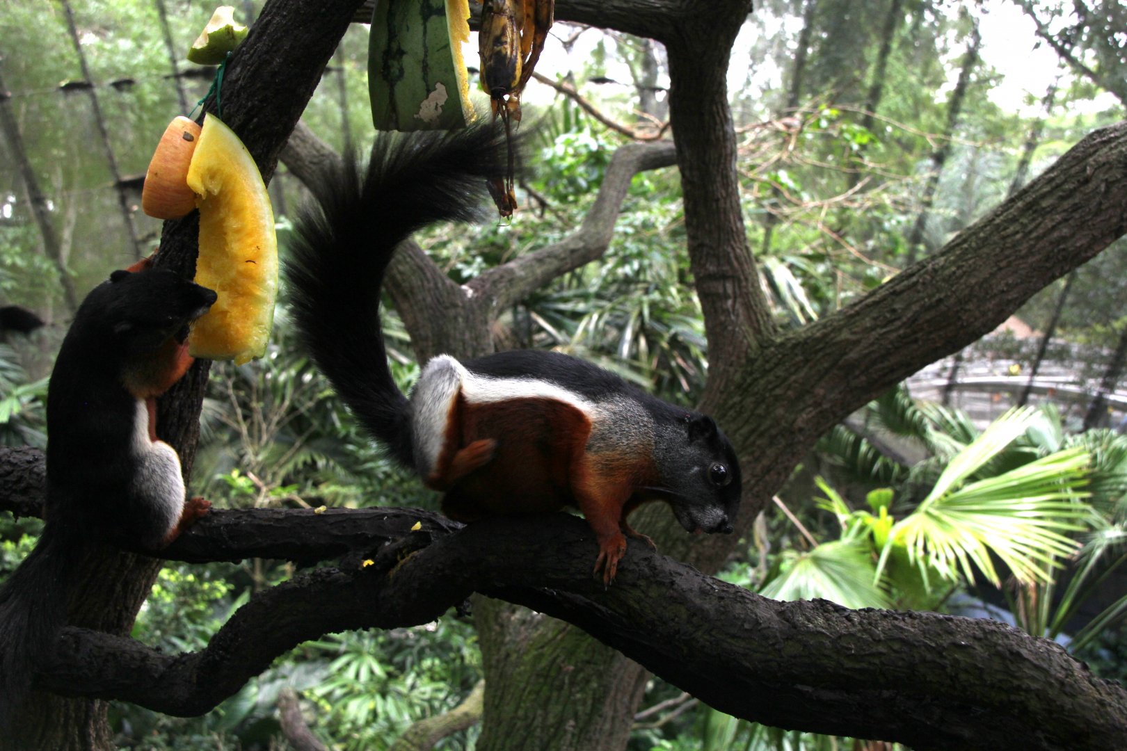 Prevost's squirrel (Callosciurus prevostii) ssp ID?