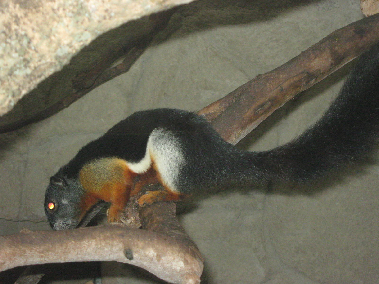 Prevosts squirrel (Callosciurus prevostii)