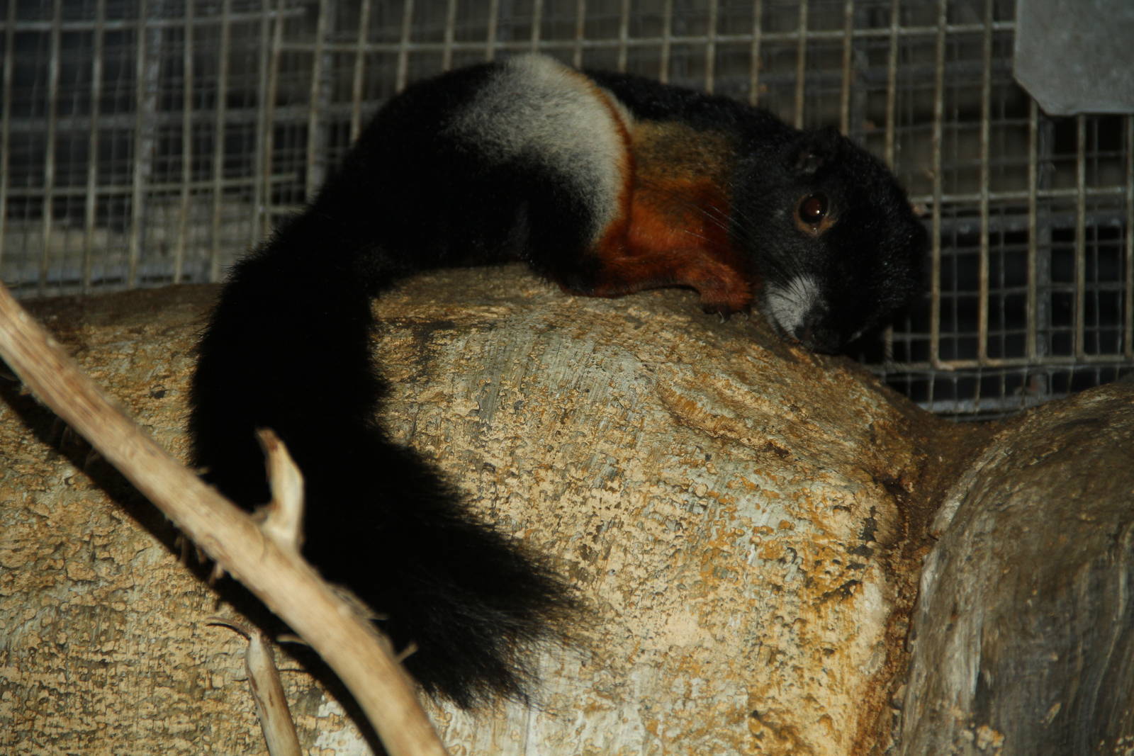 Prevost's Squirrel (Callosciurus prevostii)