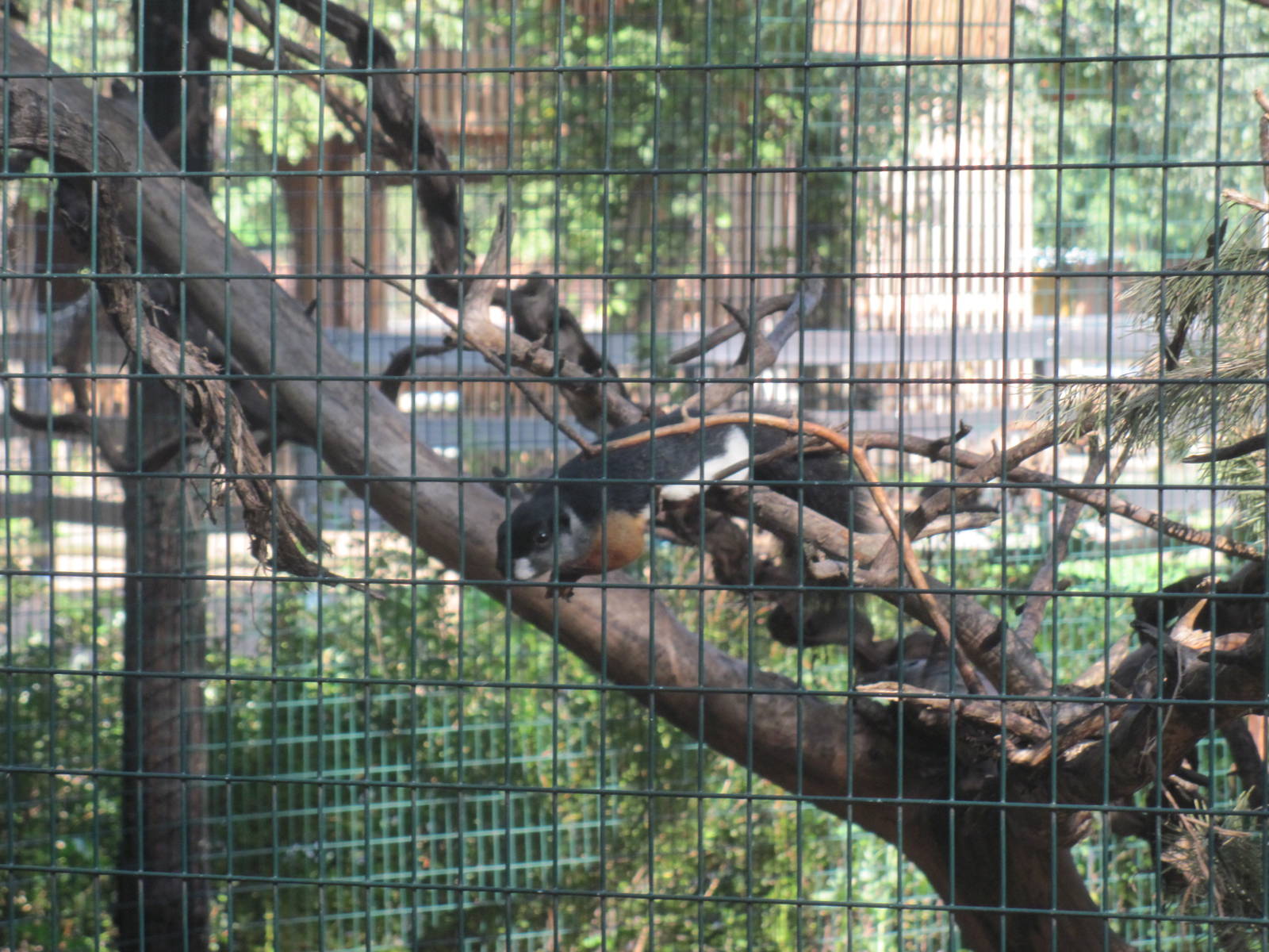 Prevost's squirrel (Callosciurus prevostii)