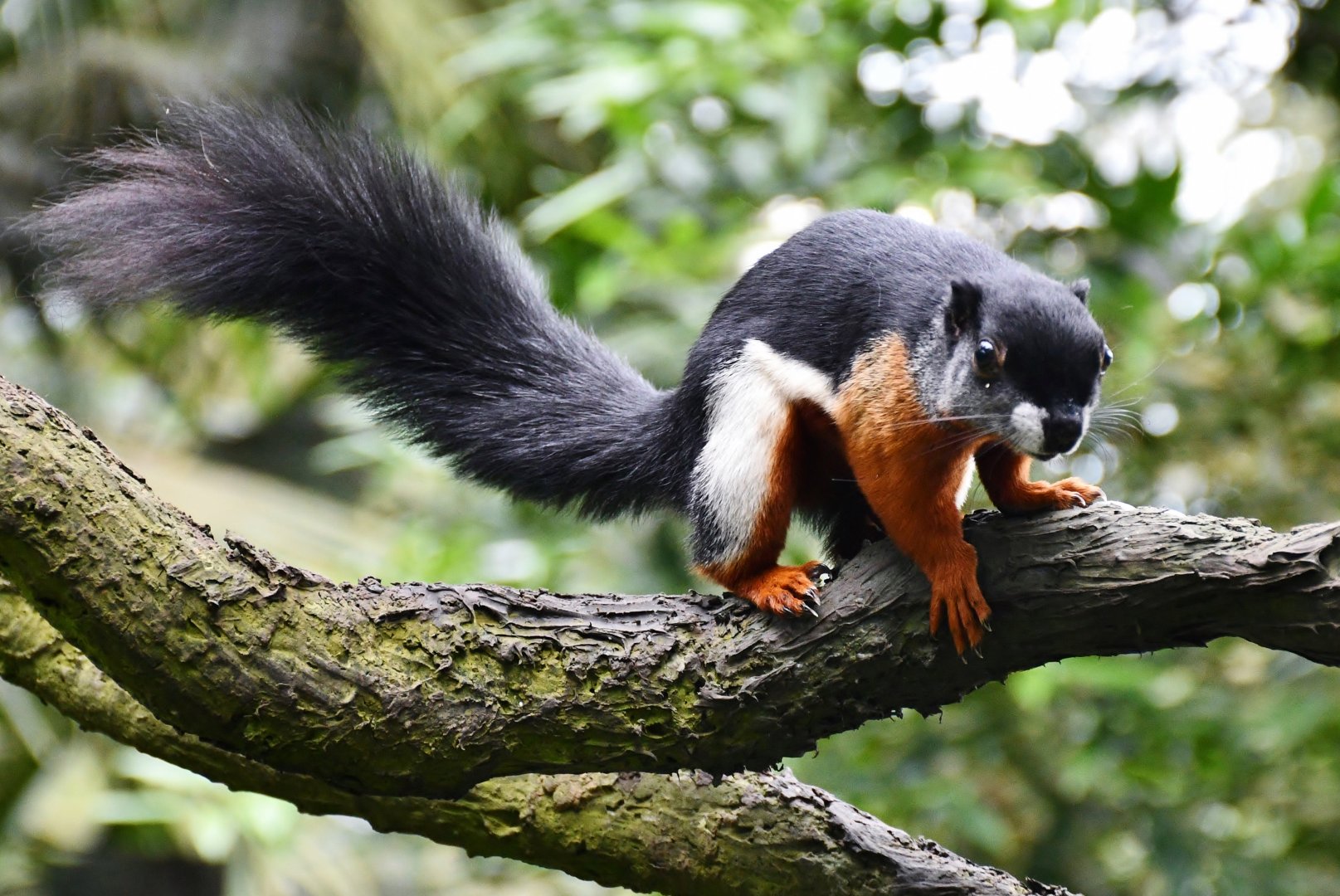 Prevost's Squirrel (Callosciurus prevostii)