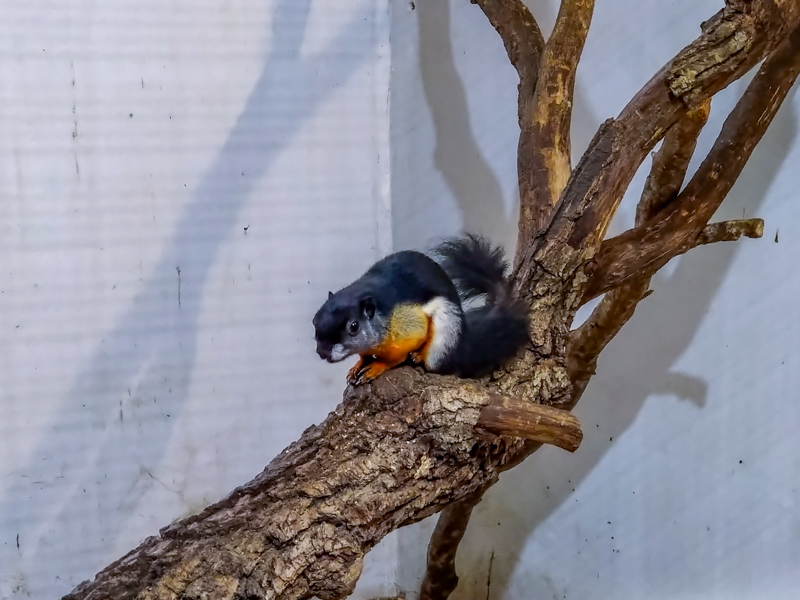 Prevost's squirrel (Callosciurus prevostii)