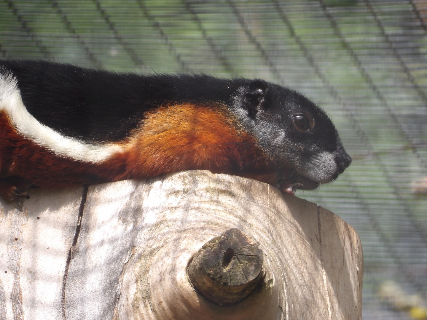 Prevost's Squirrel (Callosciurus prevostii)
