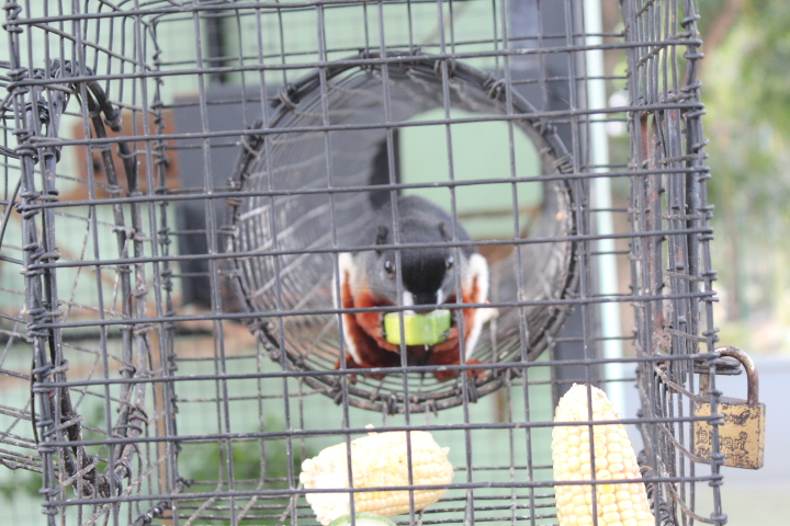 Prevost's squirrel (Callosciurus prevostii)