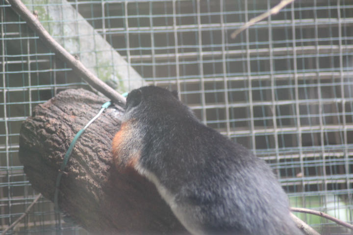 Prevost's squirrel (Callosciurus prevostii)